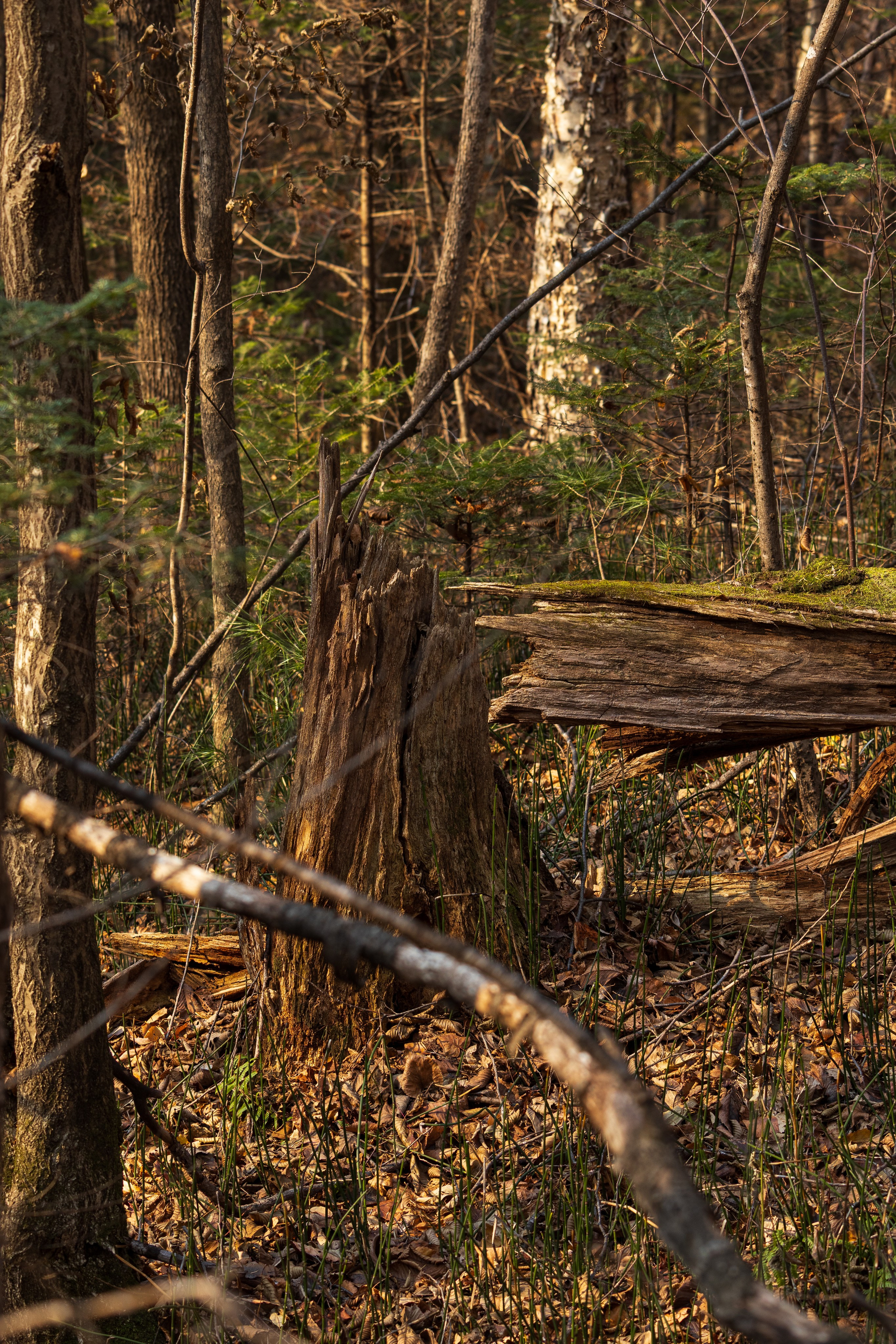 Маруськины слёзы. Константин Кириченко