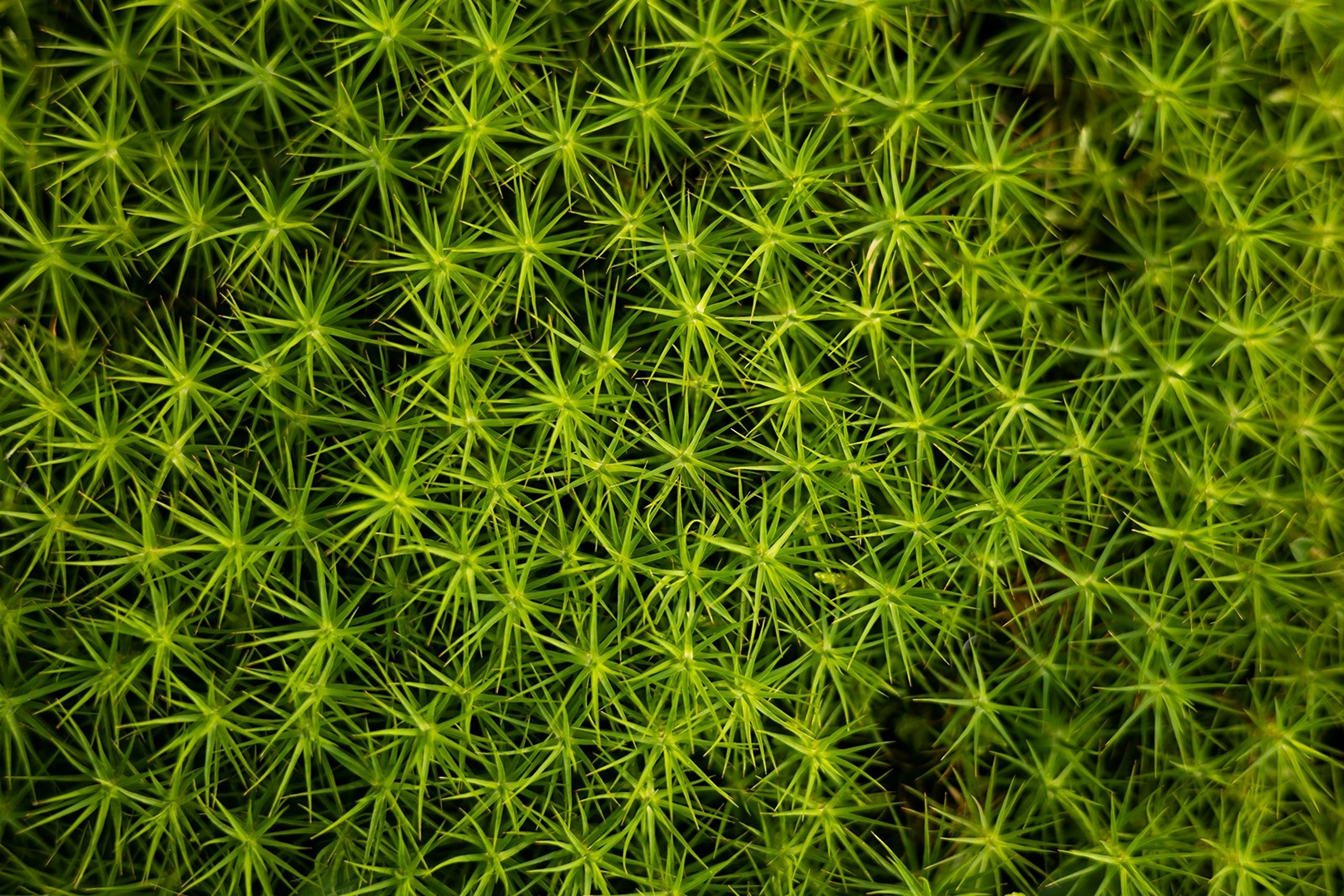 Карельский Перешеек. Фотограф Владимир Медведев
