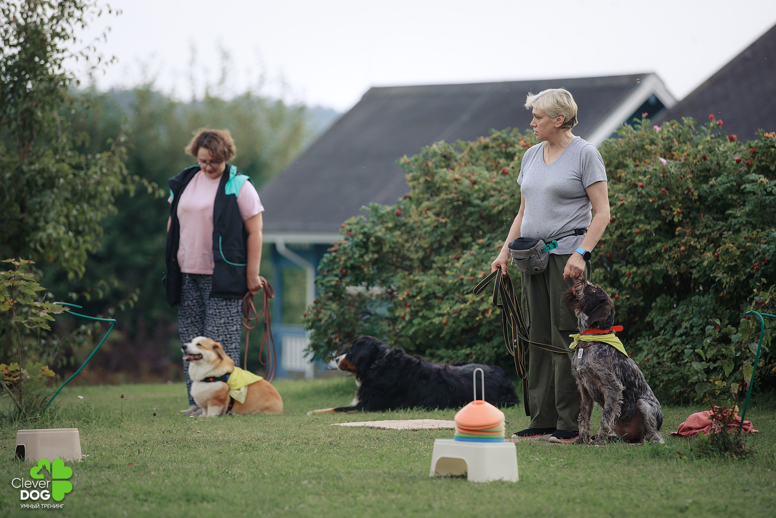 Кинологический лагерь CleverDog, 2024. Фотограф-анималист Mary Mart — Москва, Питер