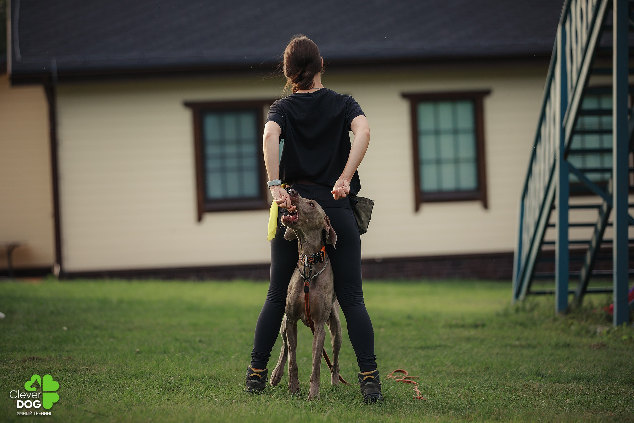 Кинологический лагерь CleverDog, 2024. Фотограф-анималист Mary Mart — Москва, Питер