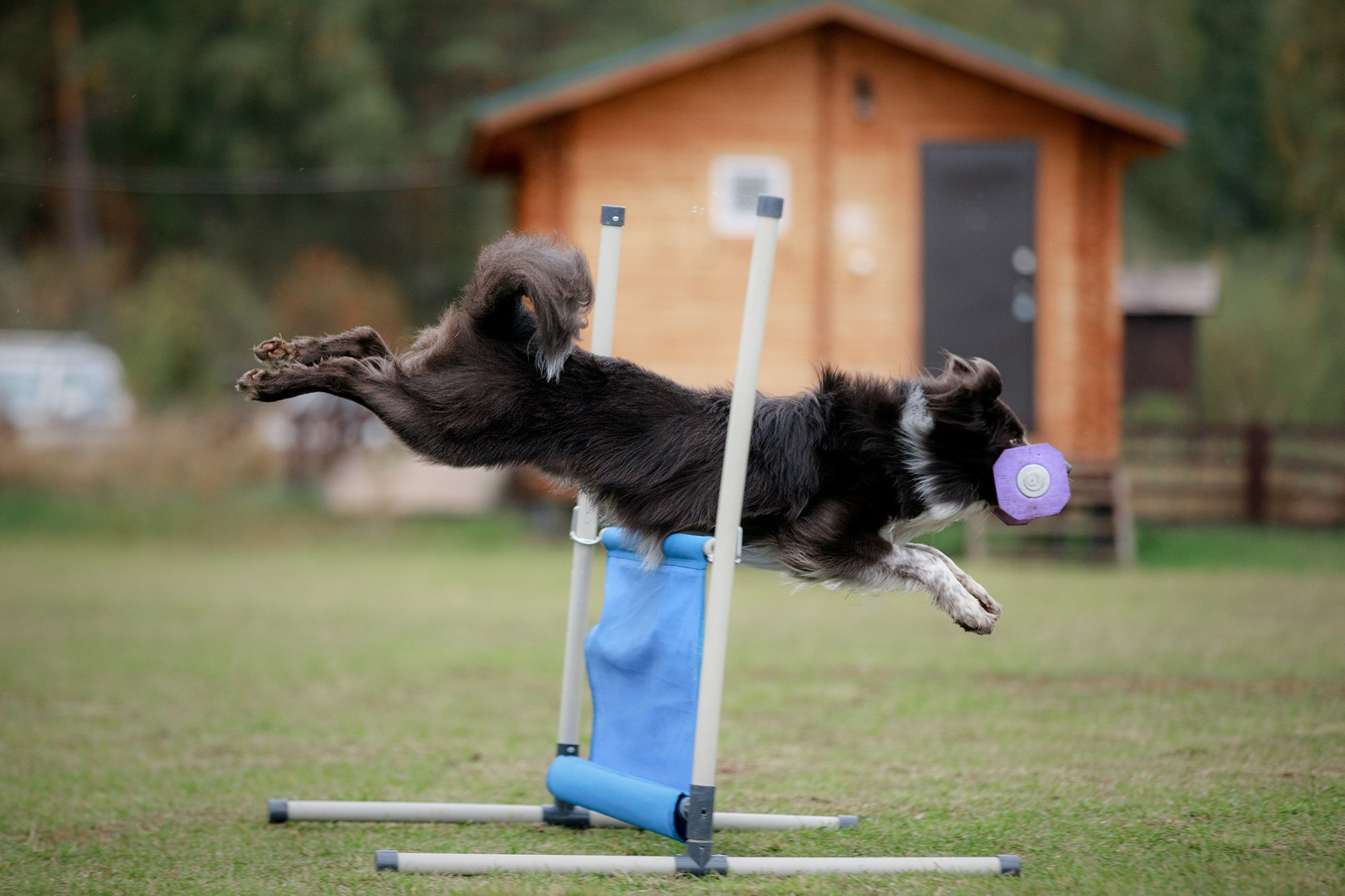 Лагерь по ОБД с Инной Баженовой. Фотограф-анималист Mary Mart — Москва, Питер