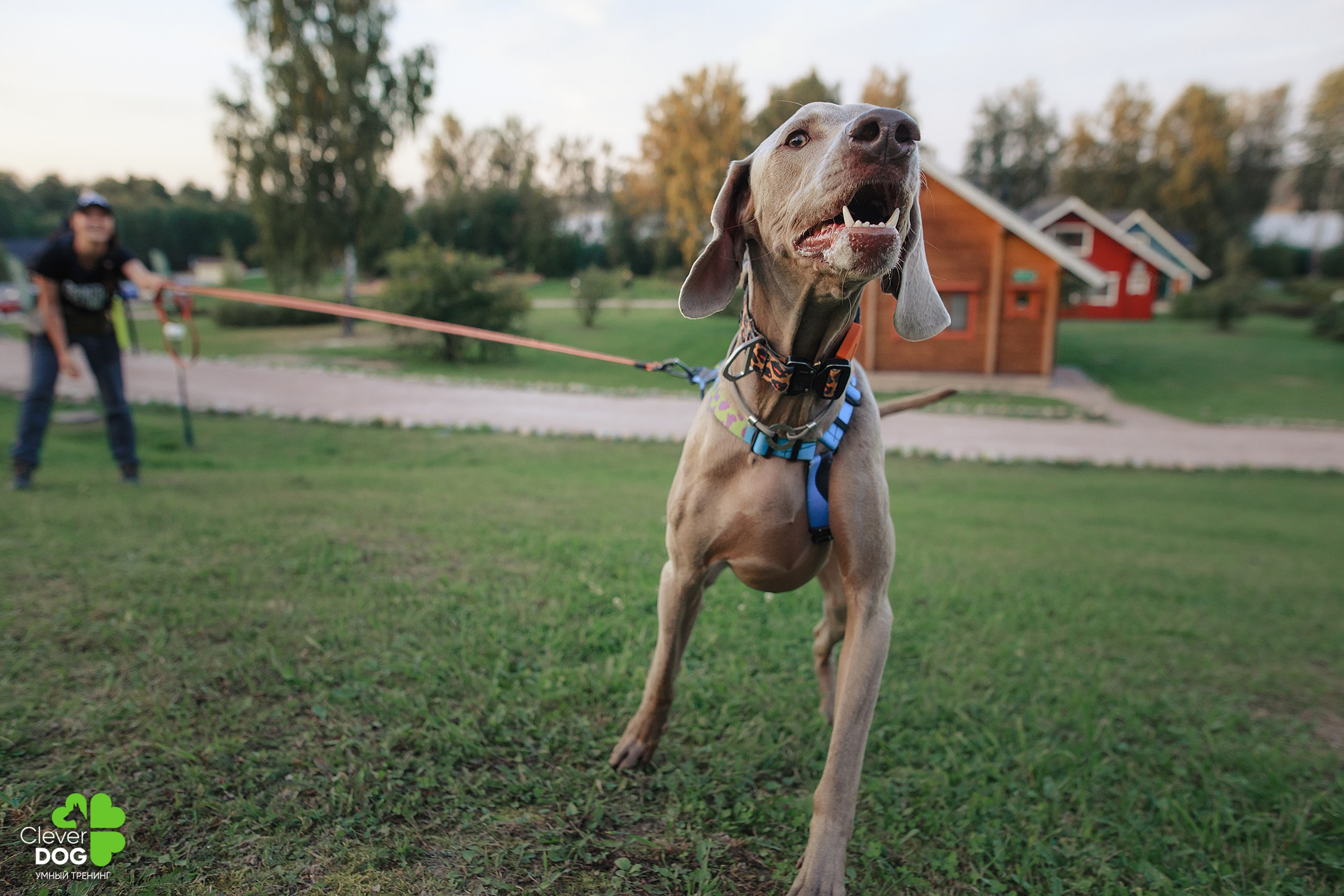 Кинологический лагерь CleverDog, 2024. Фотограф-анималист Mary Mart — Москва, Питер