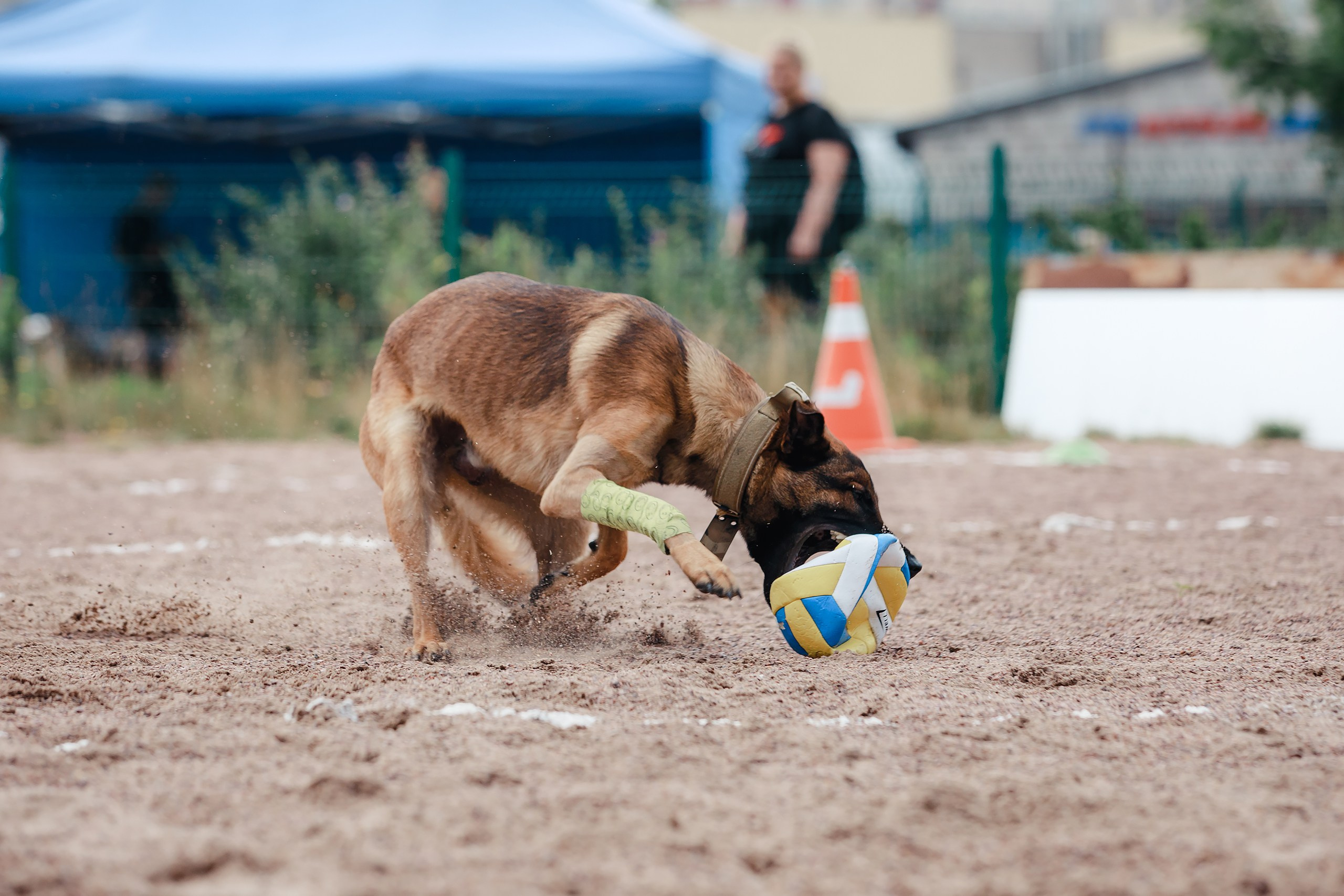 Питч&Гоу + веселые старты. Фотограф-анималист Mary Mart — Москва, Питер
