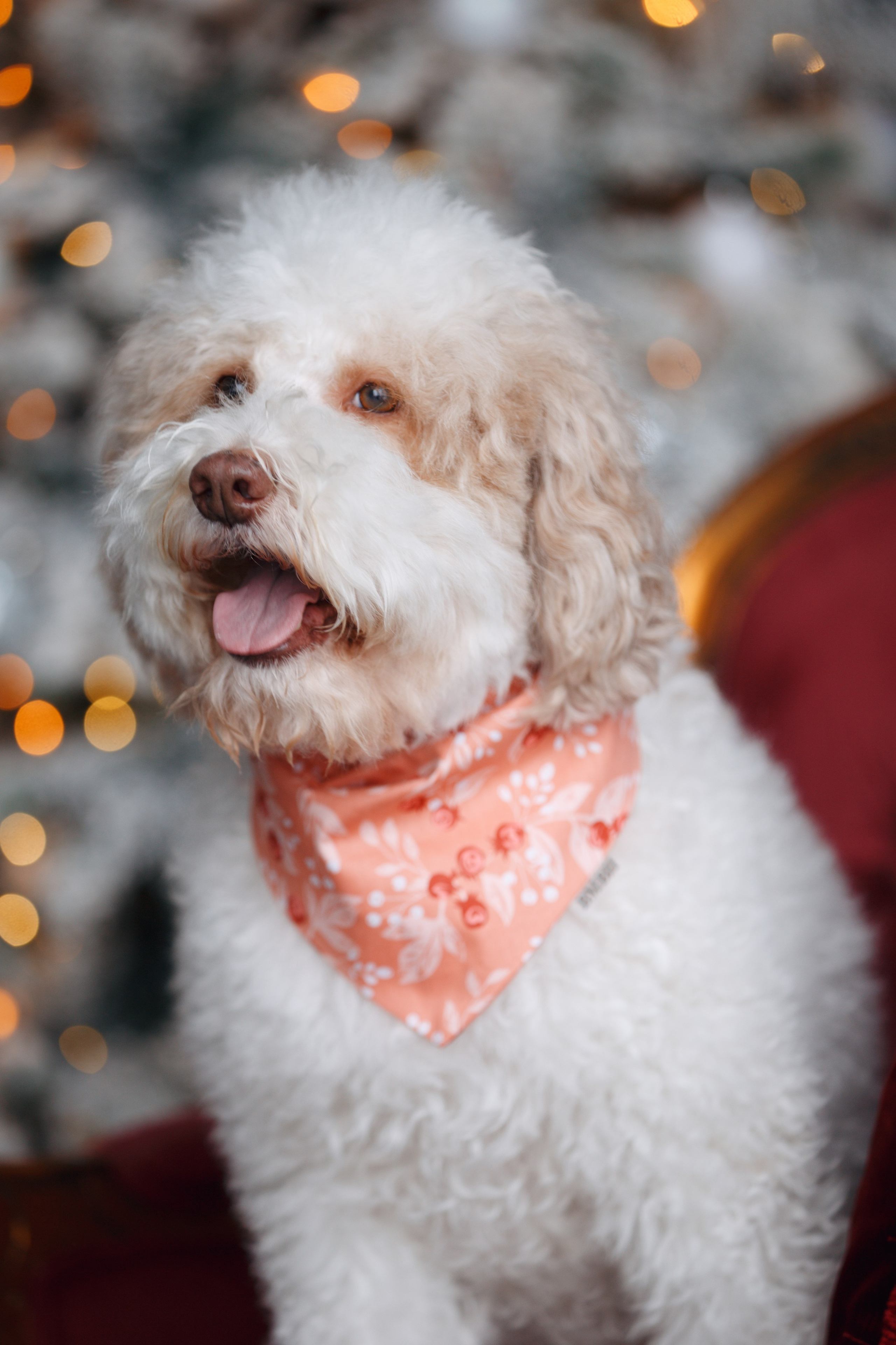 Bmbh лежанки и адресники. Фотограф анималист Кристина Карпова, Москва