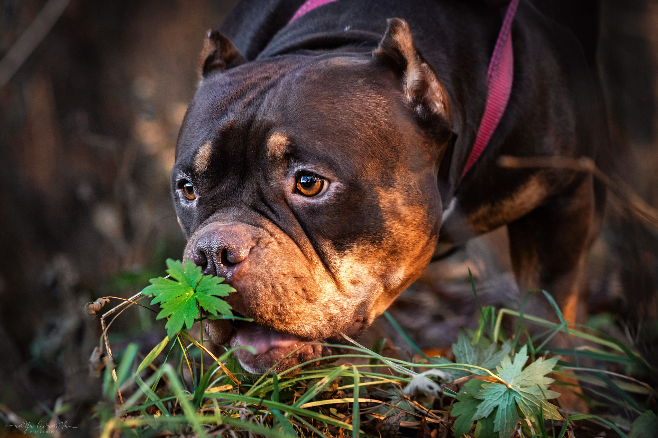 Луна. Фотограф анималист Аня Ливанова | Рыбинск