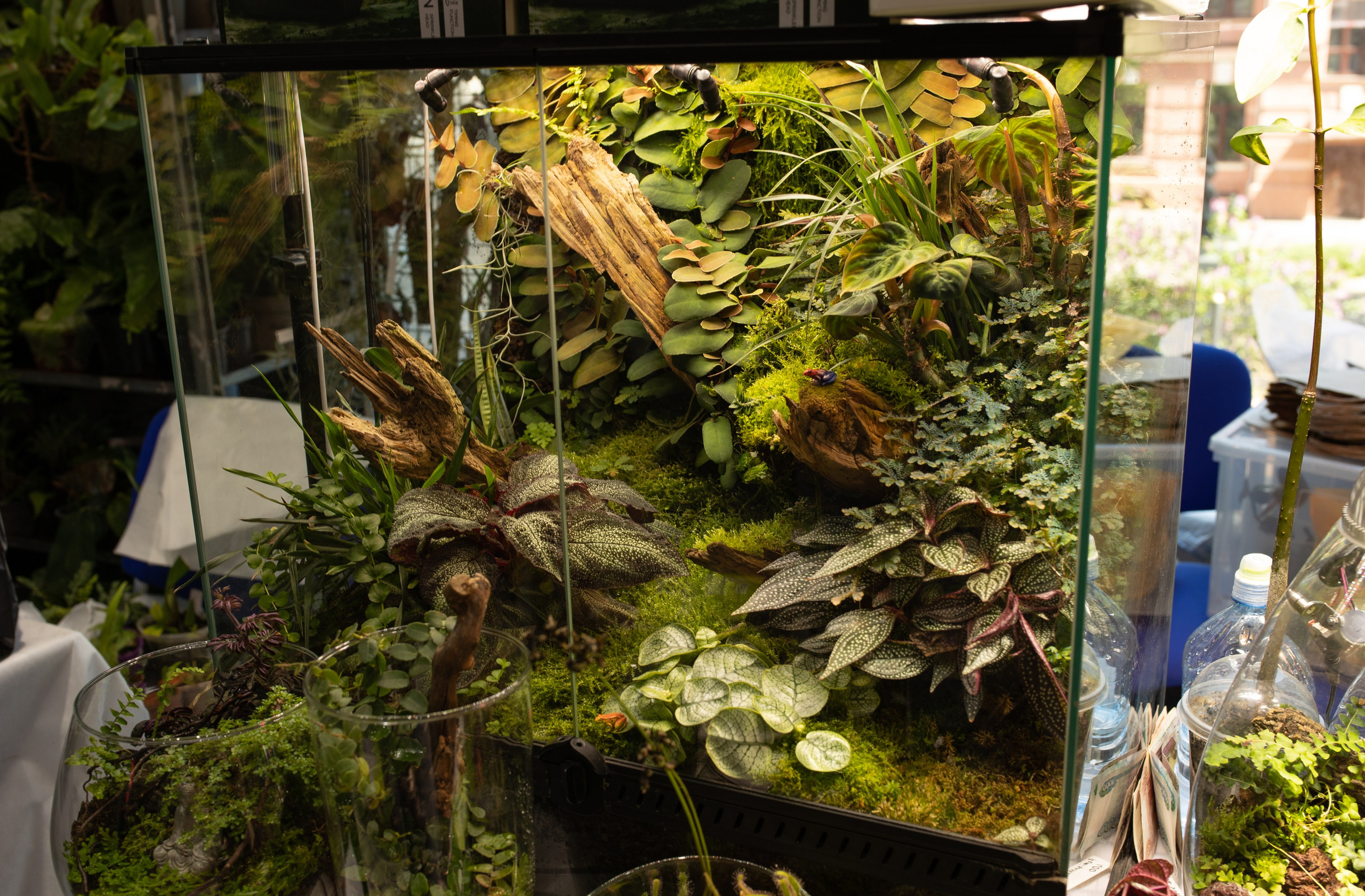 Орхидиум июнь 2024. Александра Куликова фотограф, Москва