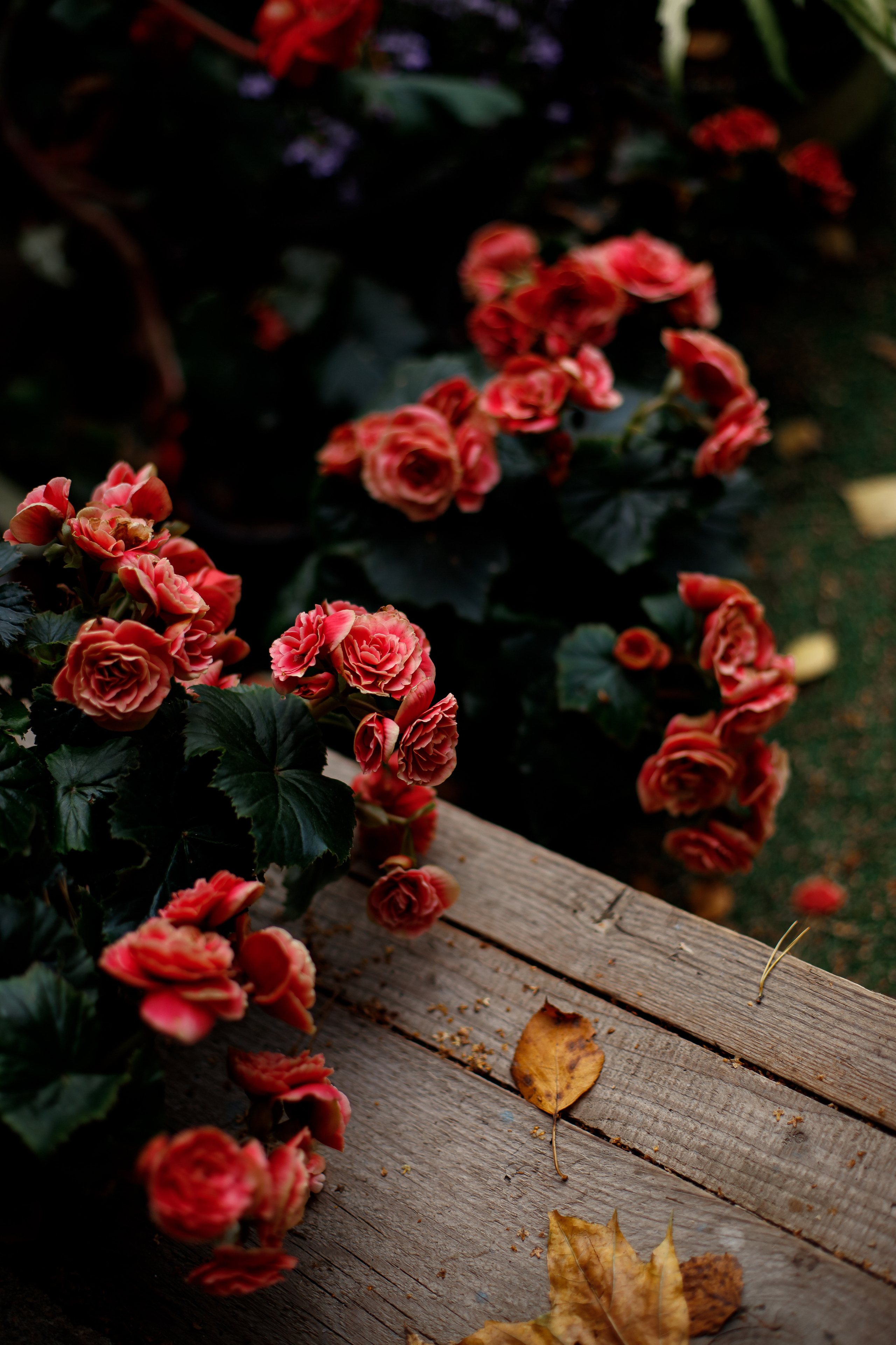 Галерея. Фотограф Карпачан Анастасия