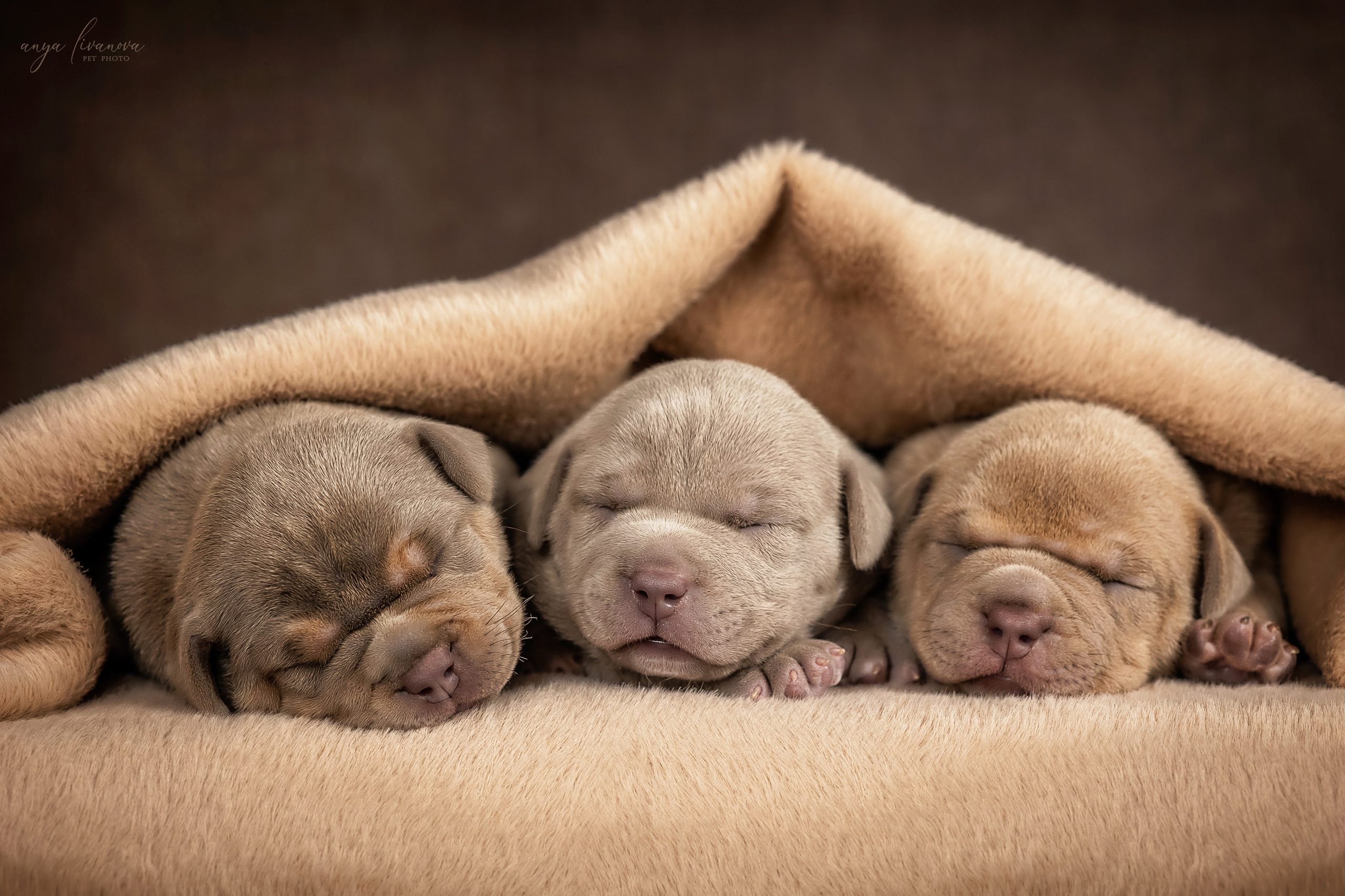 Амбулли. Фотограф анималист Аня Ливанова | Рыбинск