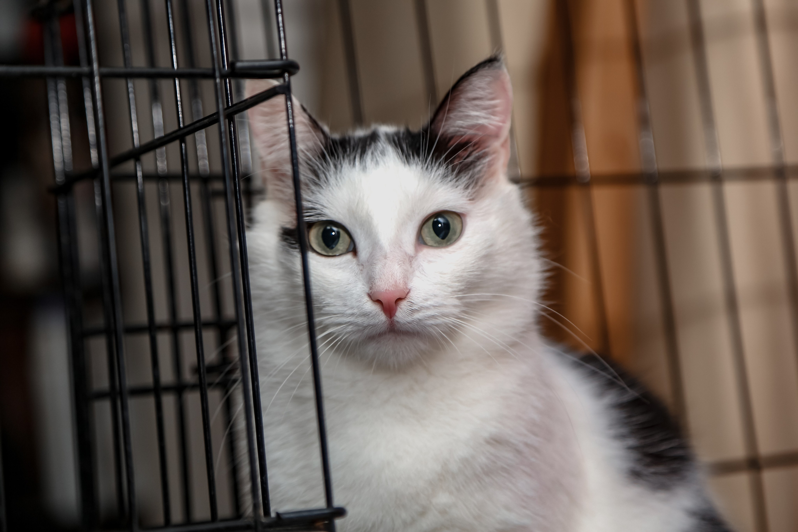 Приют Кошкин Дом Филимоша. Ваш фотограф в Оренбурге Рощупкина Екатерина