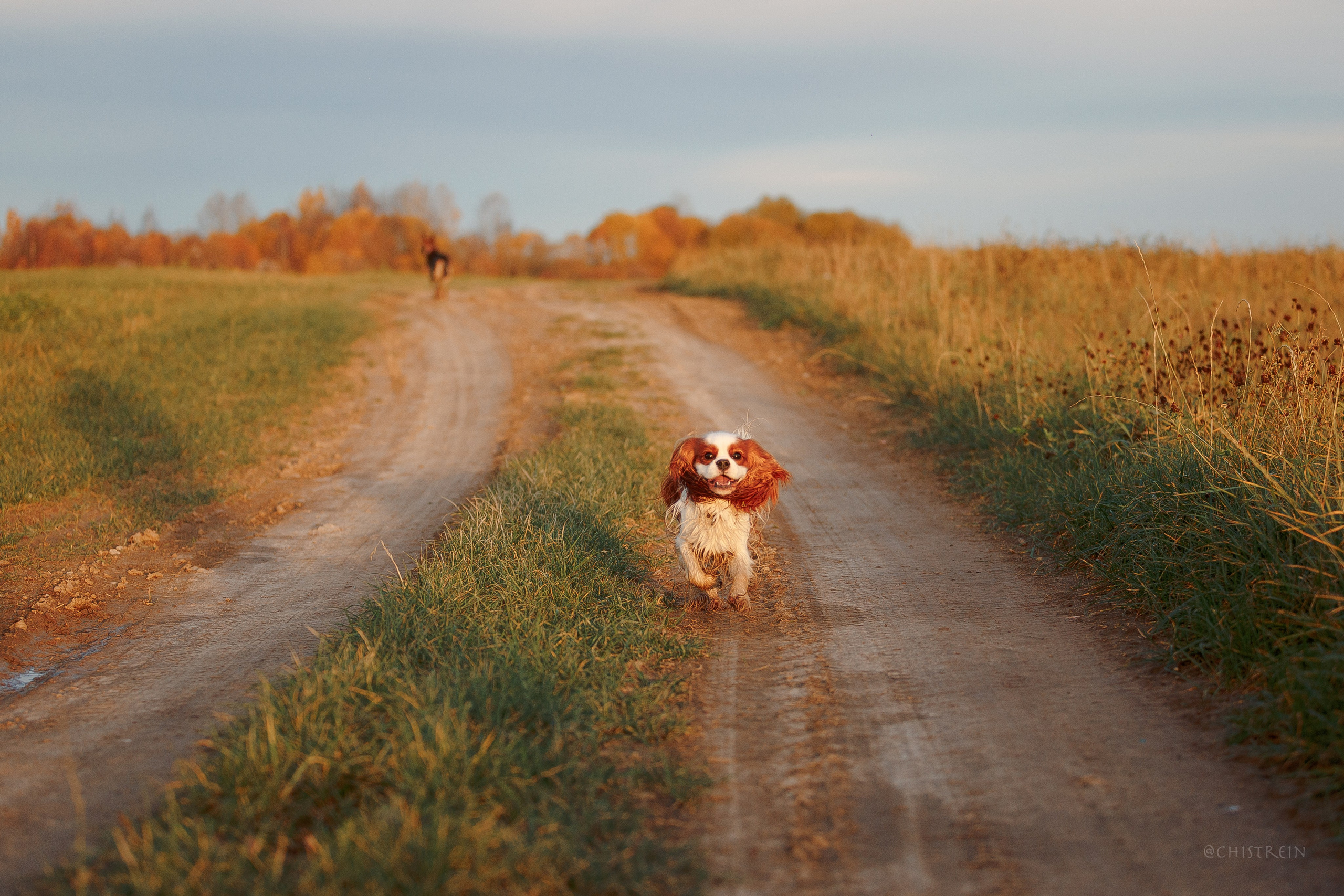 Октябрьский закат в полях. Алина и Лео. Фотограф-анималист Наталия Чистюхина в г. Сосновый Бор и ЛО