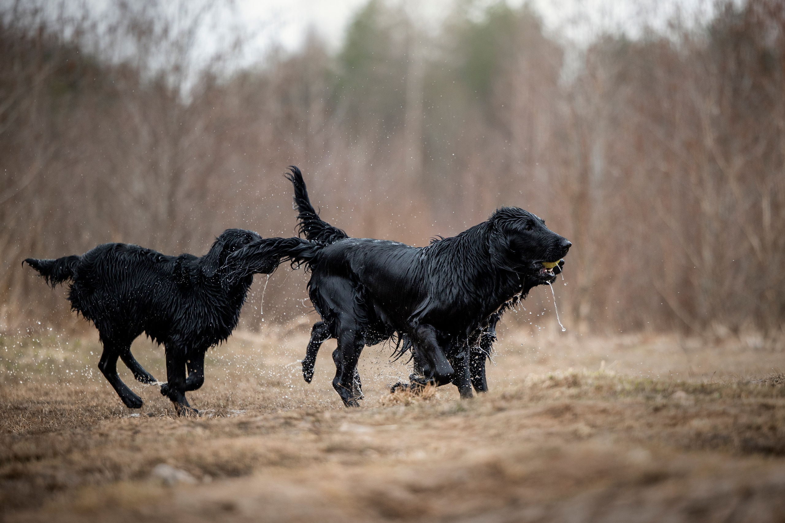 Ора, Ева, Рози и их семья. Фотограф — Анималист | Санкт-Петербург