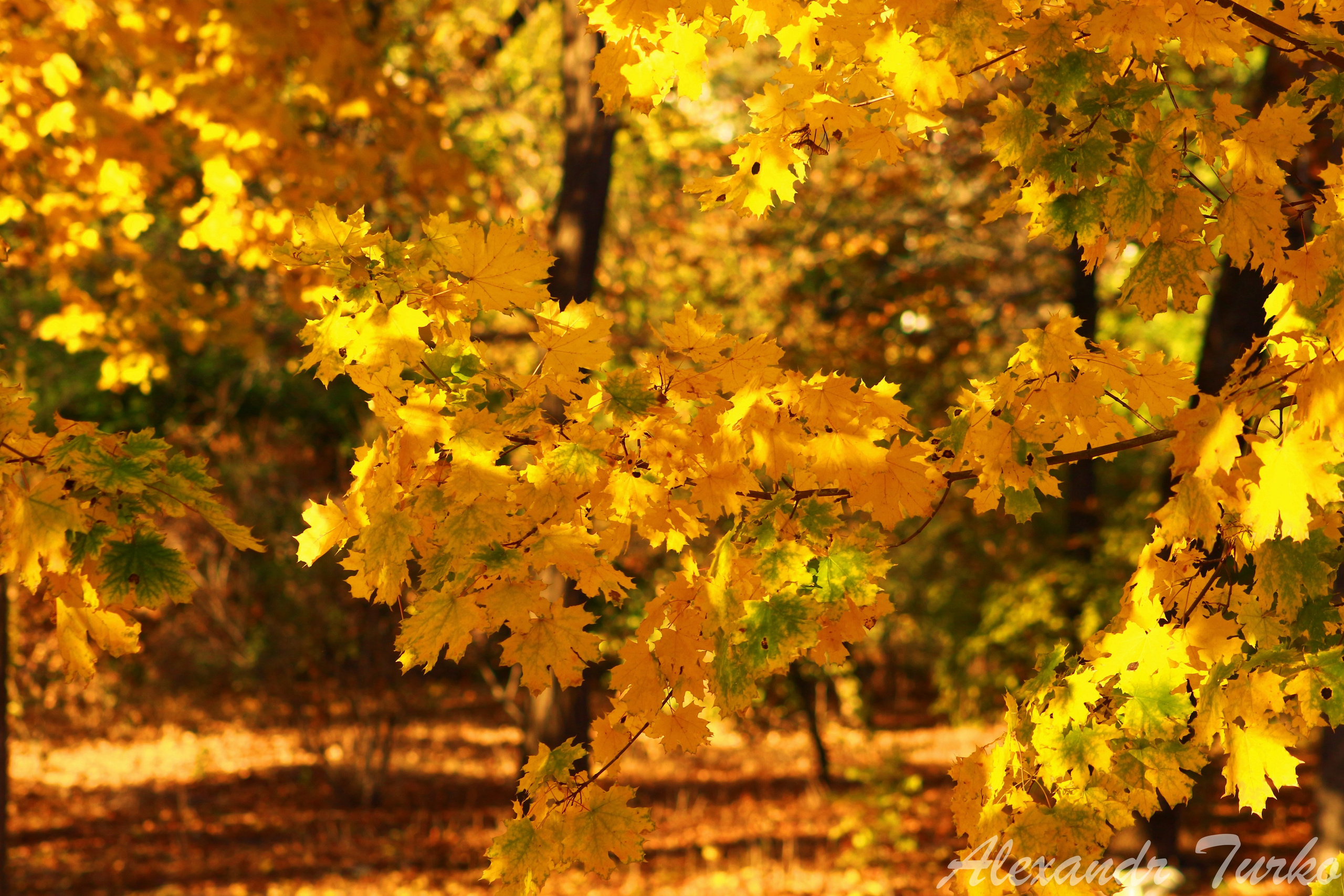 Пейзажи. Фотограф из Донецка Александр Турко