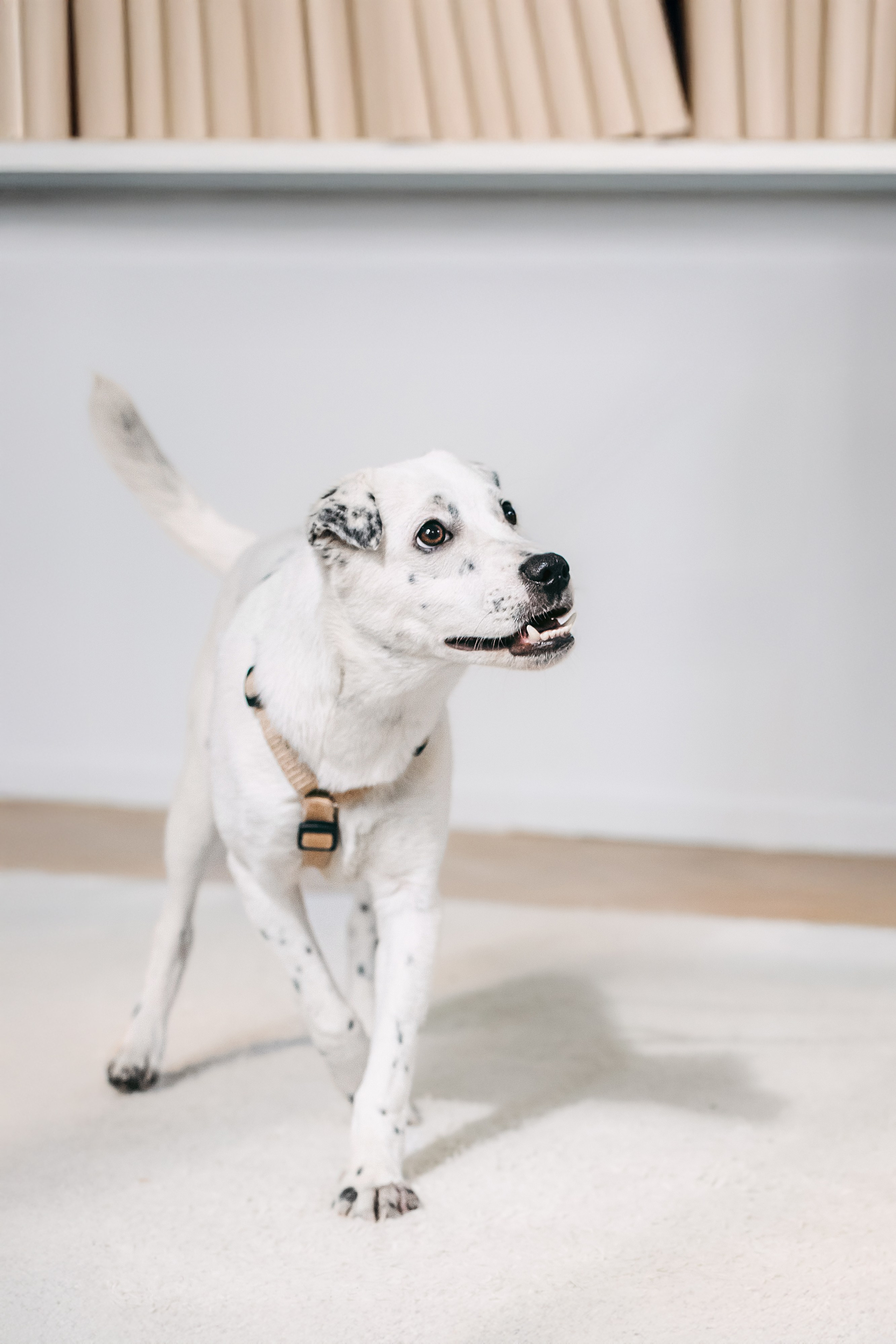 Студия лето 2025. Фотограф-анималист Татьяна Степанова