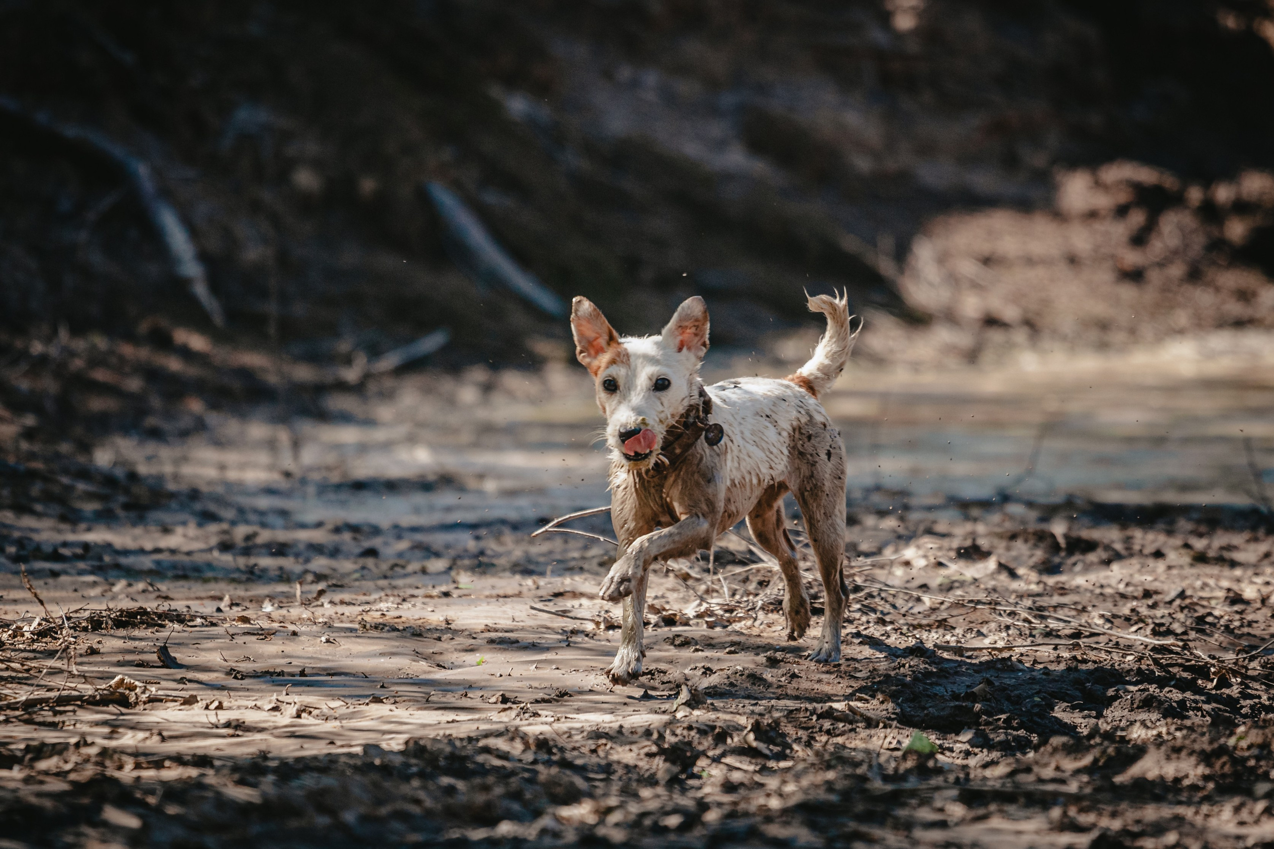 Кондуки. Фотограф-анималист Татьяна Степанова