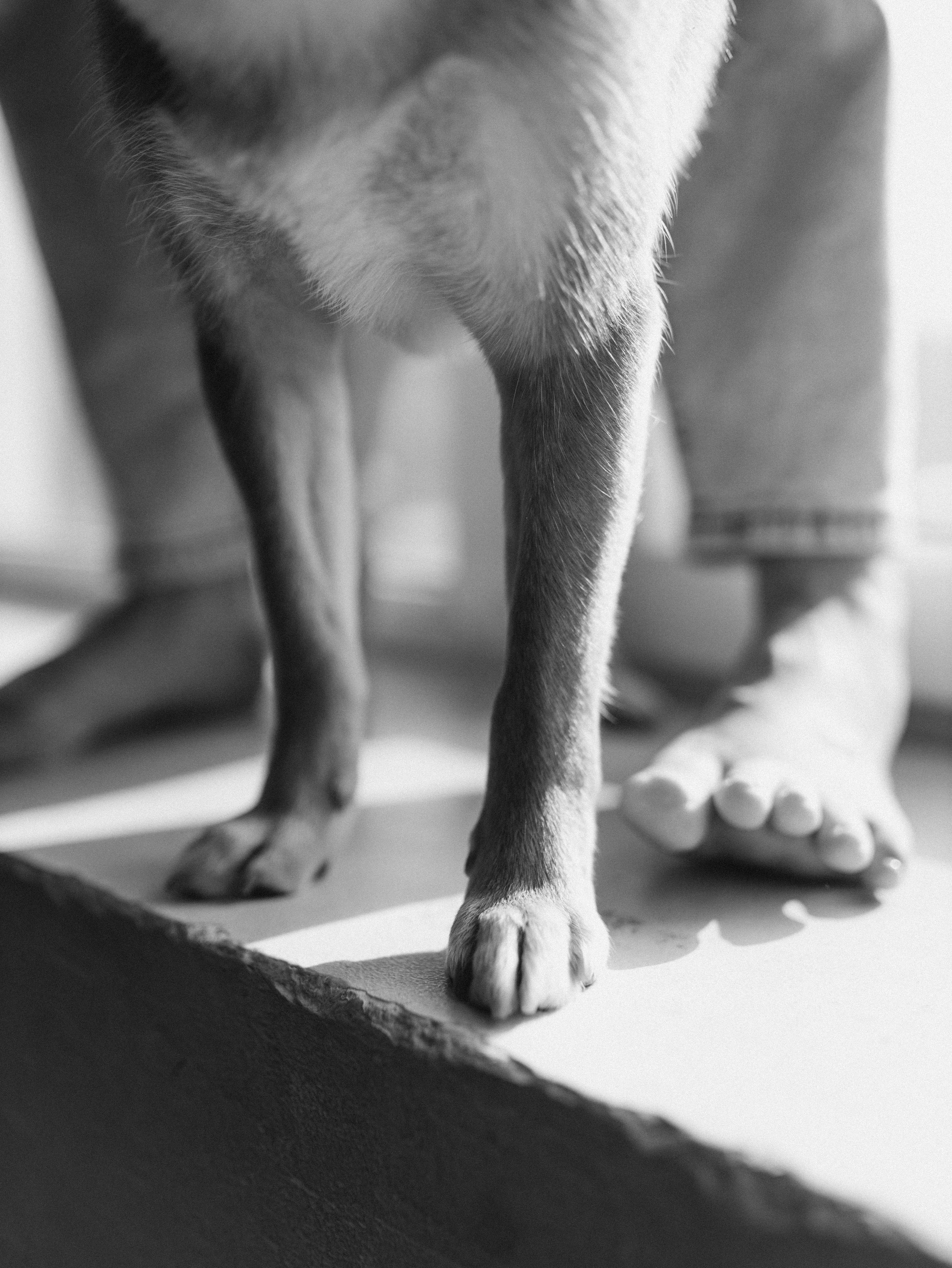 Мика и Настя. Фотограф-анималист в Москве Кириллова Татьяна