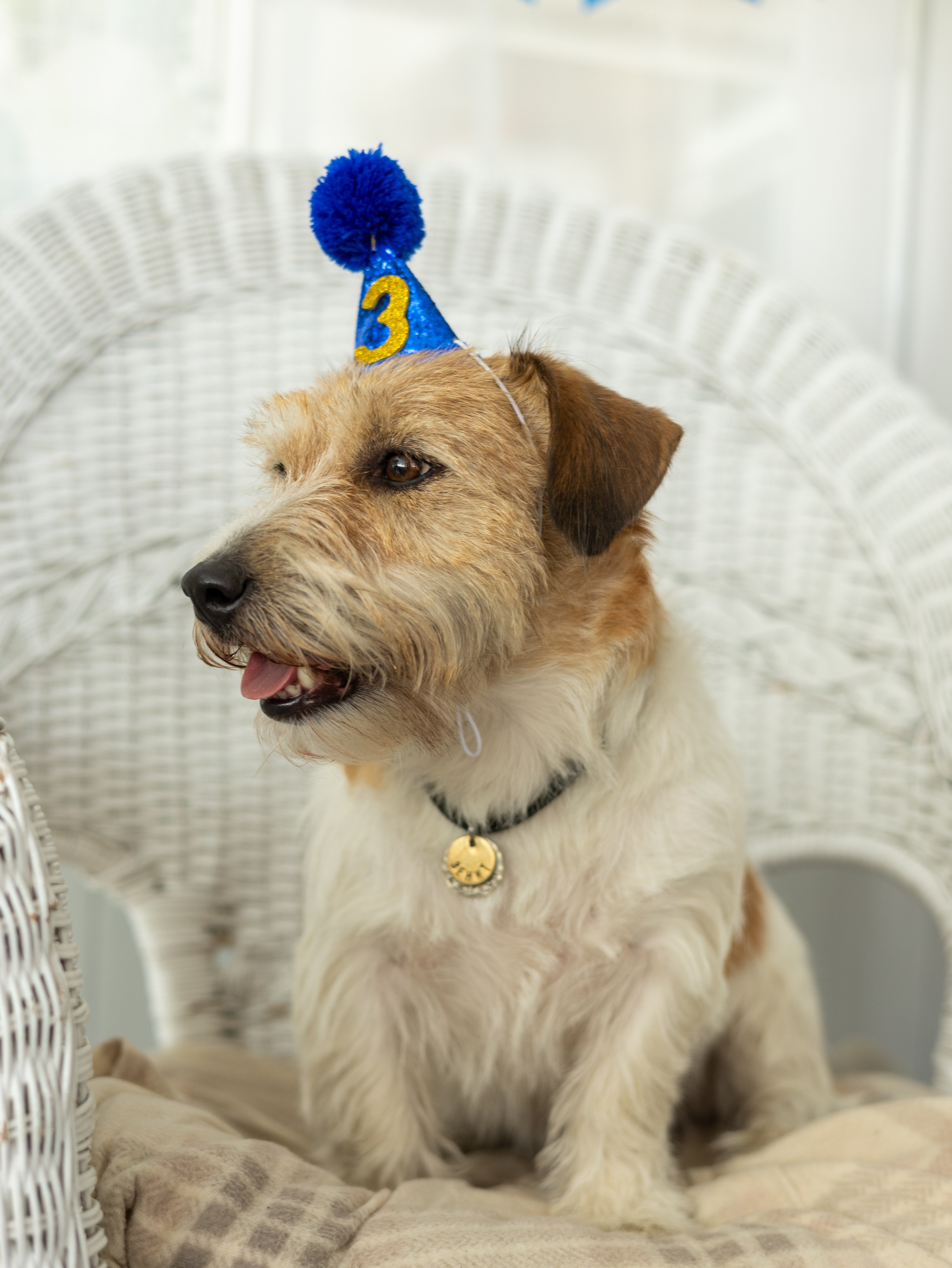 День рождение Зенита. Фотограф-анималист в Москве Кириллова Татьяна