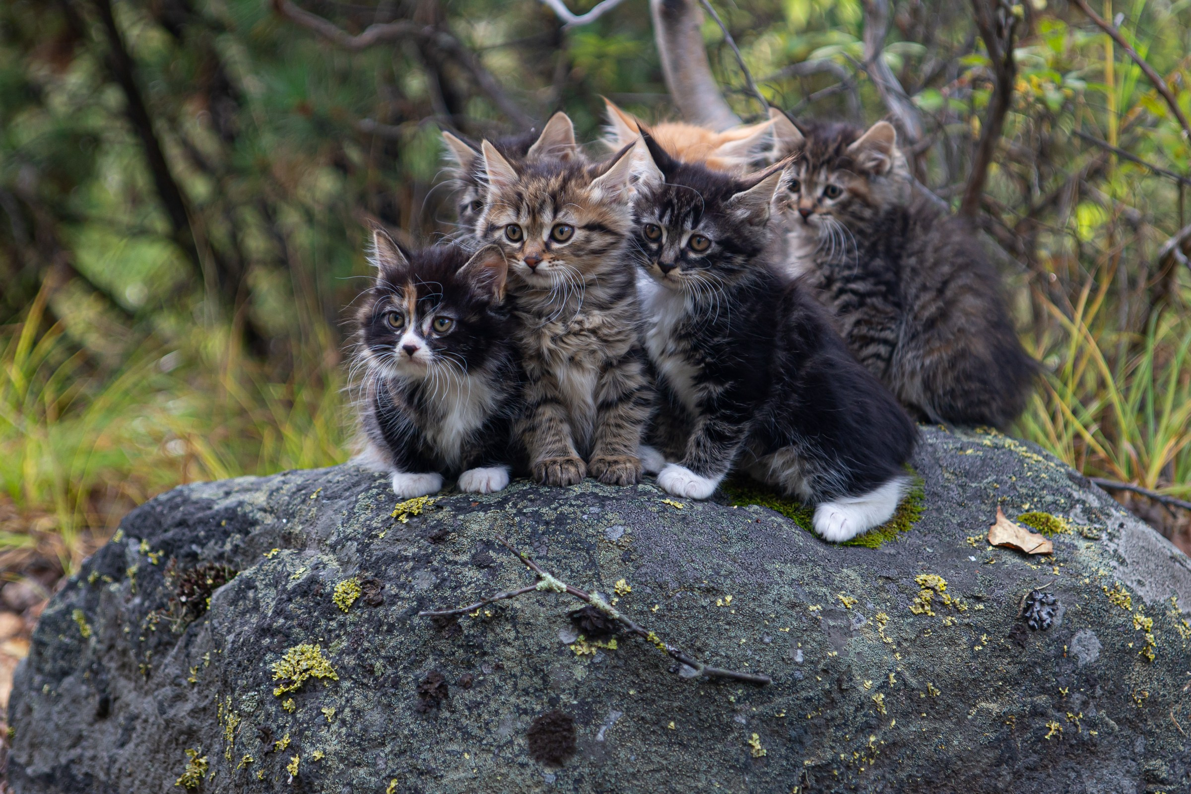 Курильский бобтейл. Фотограф на Камчатке Анна Моргачёва. Семейные и детские съёмки