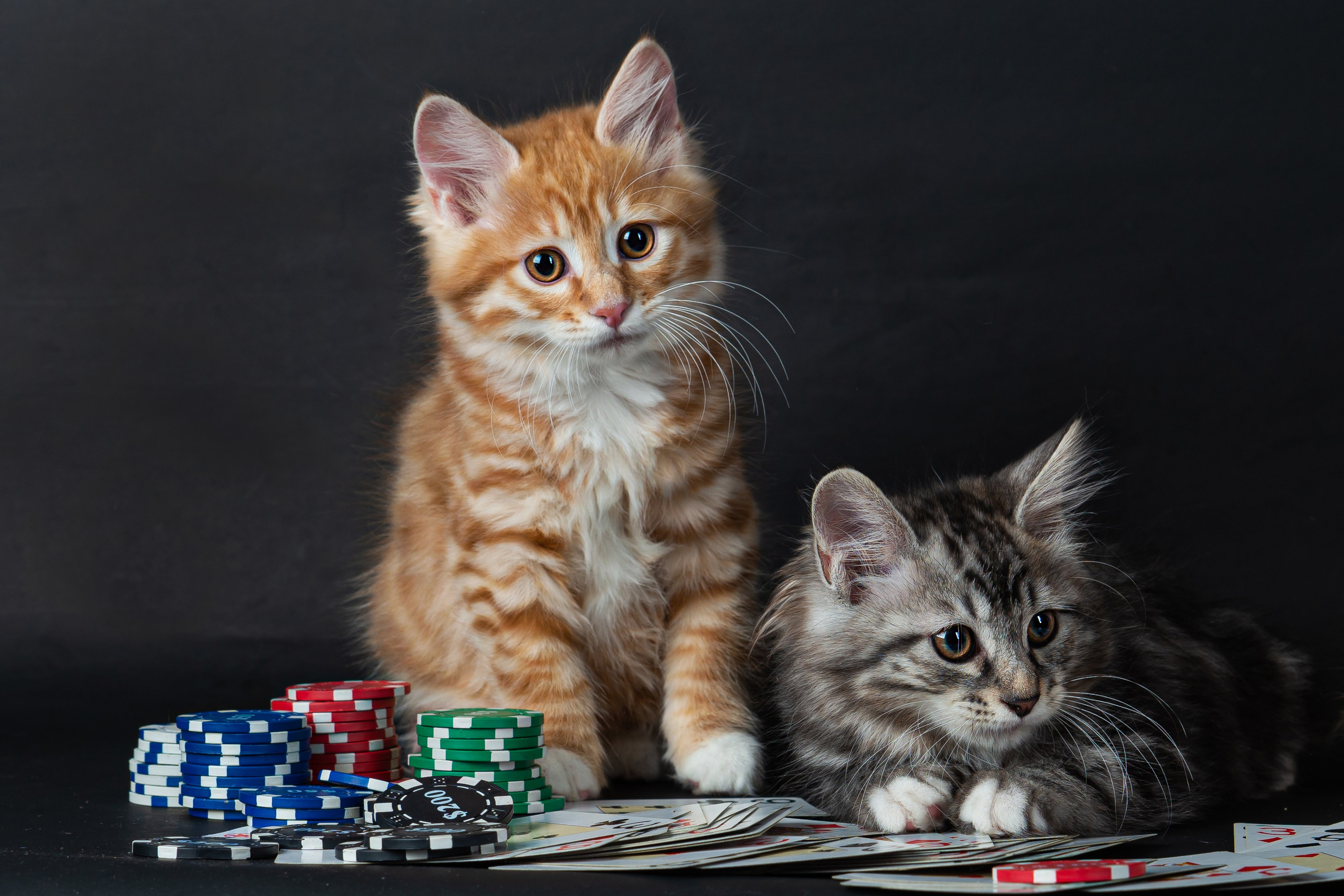 Курильский бобтейл. Фотограф на Камчатке Анна Моргачёва. Семейные и детские съёмки