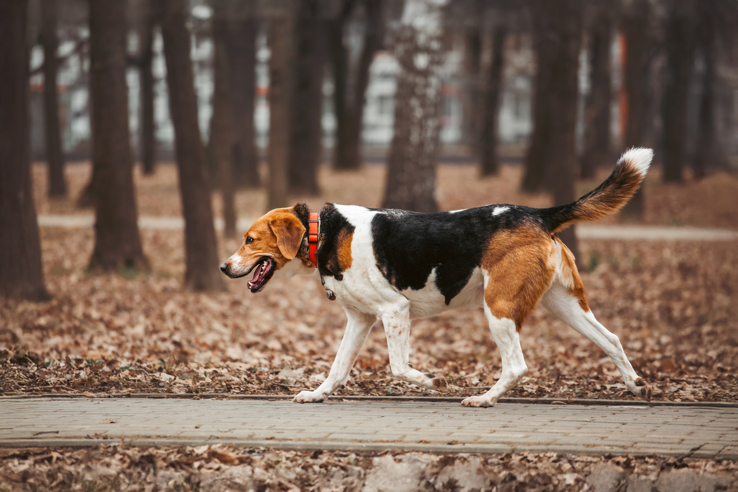 Собаки из приюта Дубовая роща весна 2025. Фотограф-анималист Татьяна Степанова