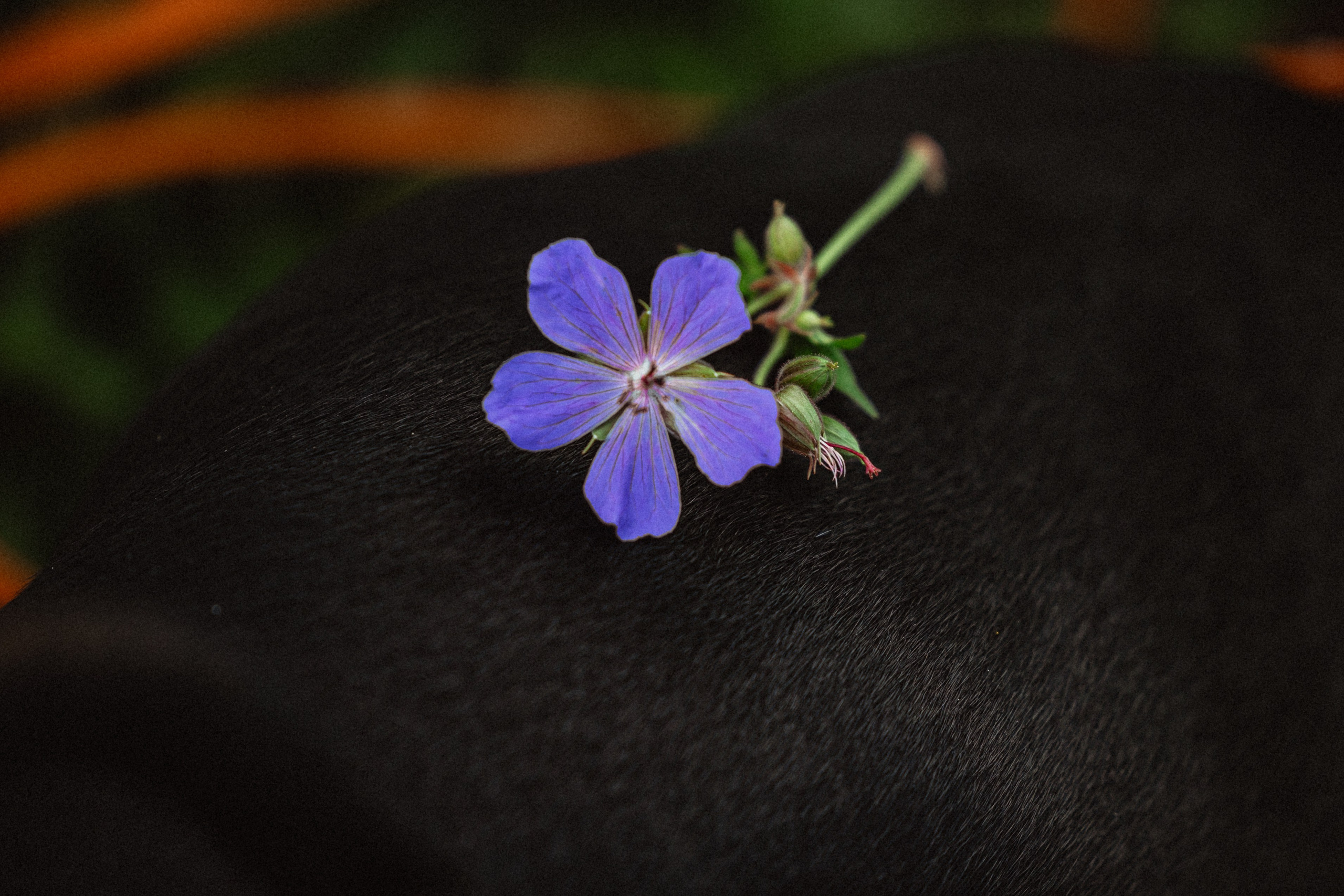 Выездной дог-тренинг от школы «Шерсть имею»