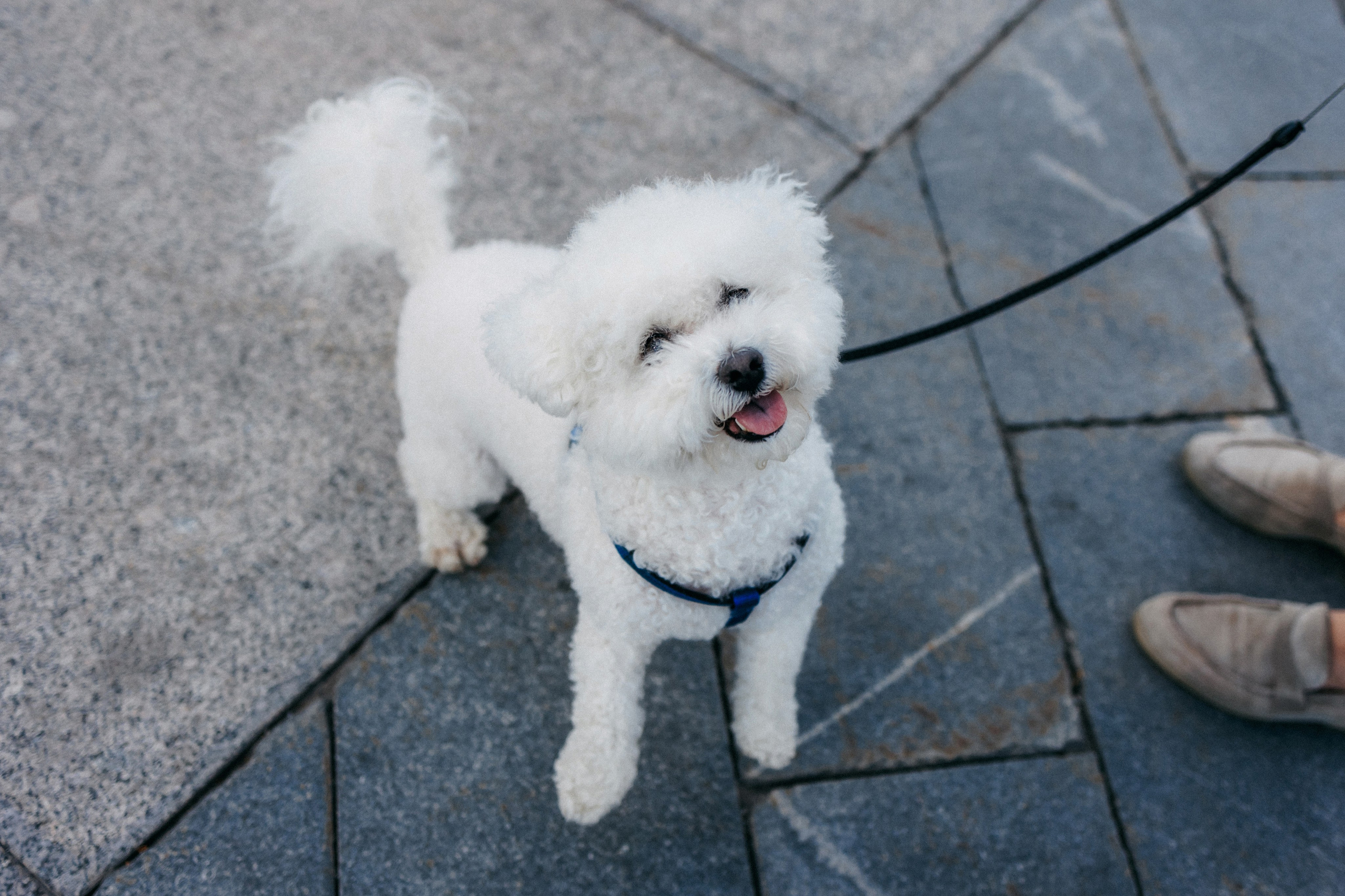 Марина, Данил и Бруно. Фотограф-анималист Елена Радченко, Москва
