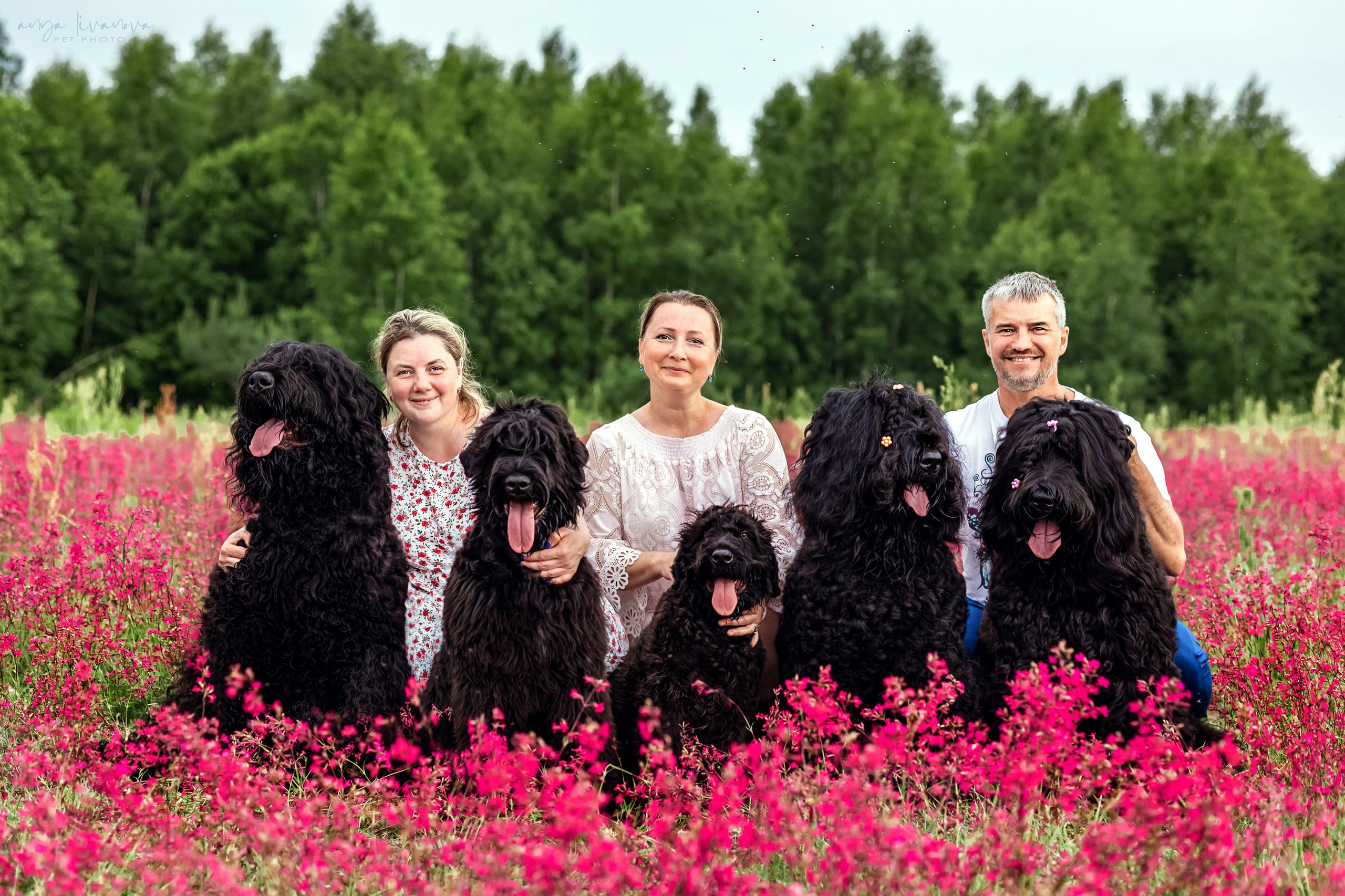 Смолка клейкая. Фотограф анималист Аня Ливанова | Рыбинск