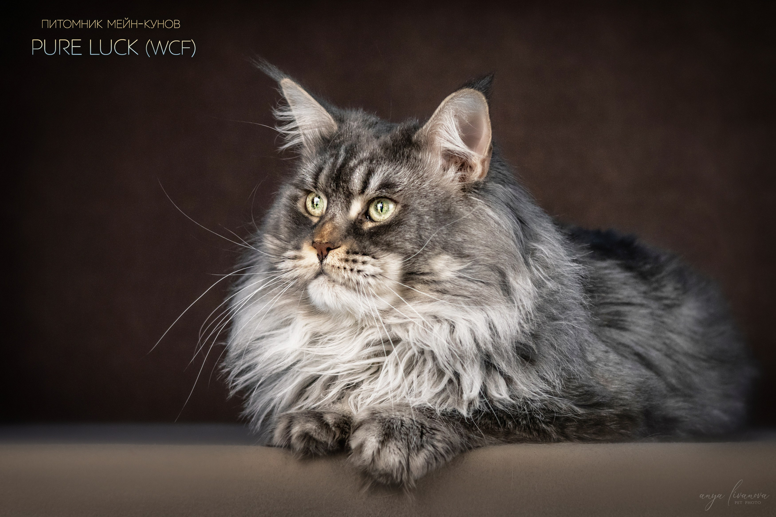 Мейнкуны. Фотограф анималист Аня Ливанова | Рыбинск