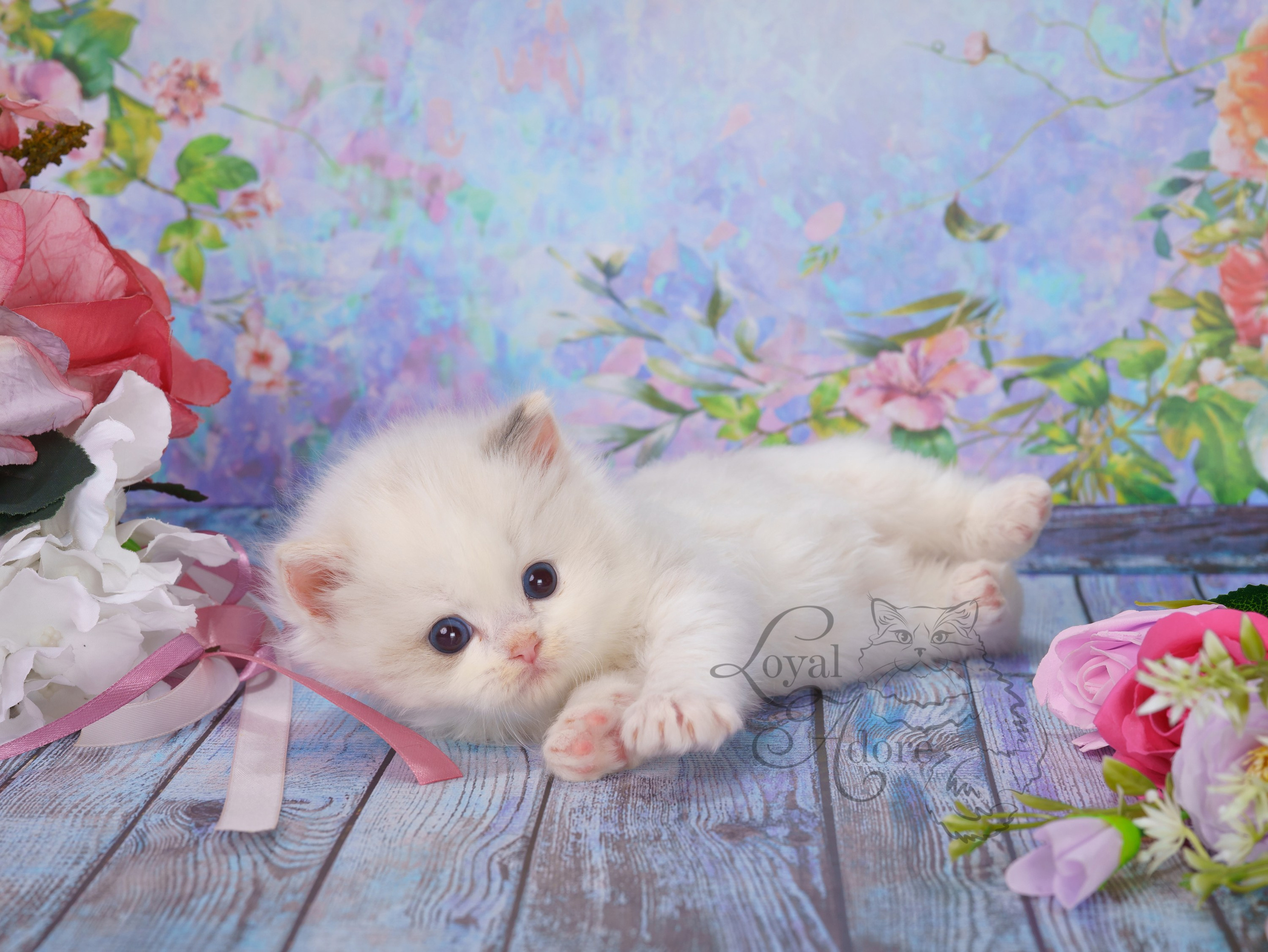 Котята рэгдолл от Loyal Adore. Питомник рэгдолл Loyal Adore