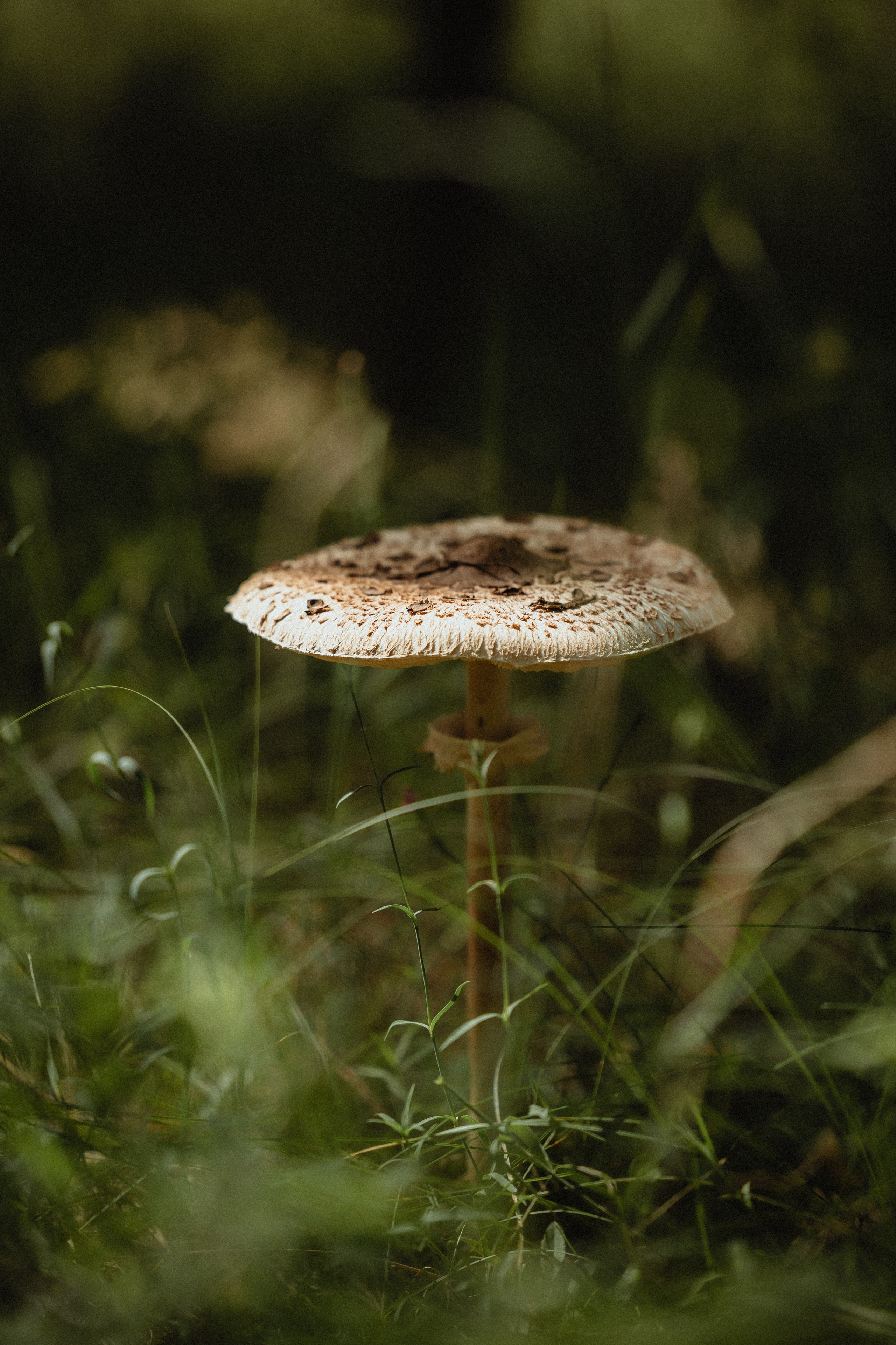 Выездной дог-тренинг от школы «Шерсть имею»