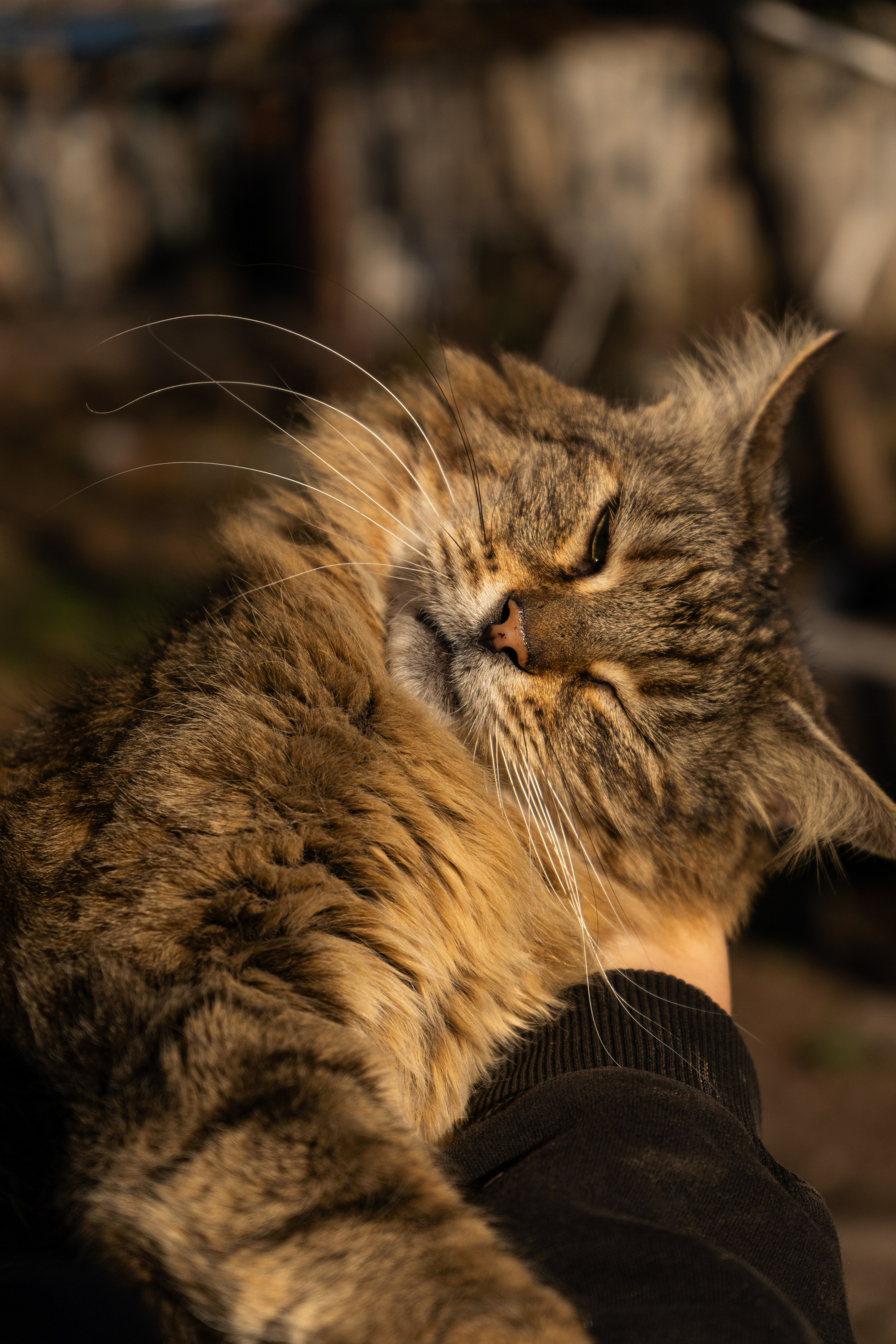 Хвостики. Oljoy.ph — photographer in Minsk