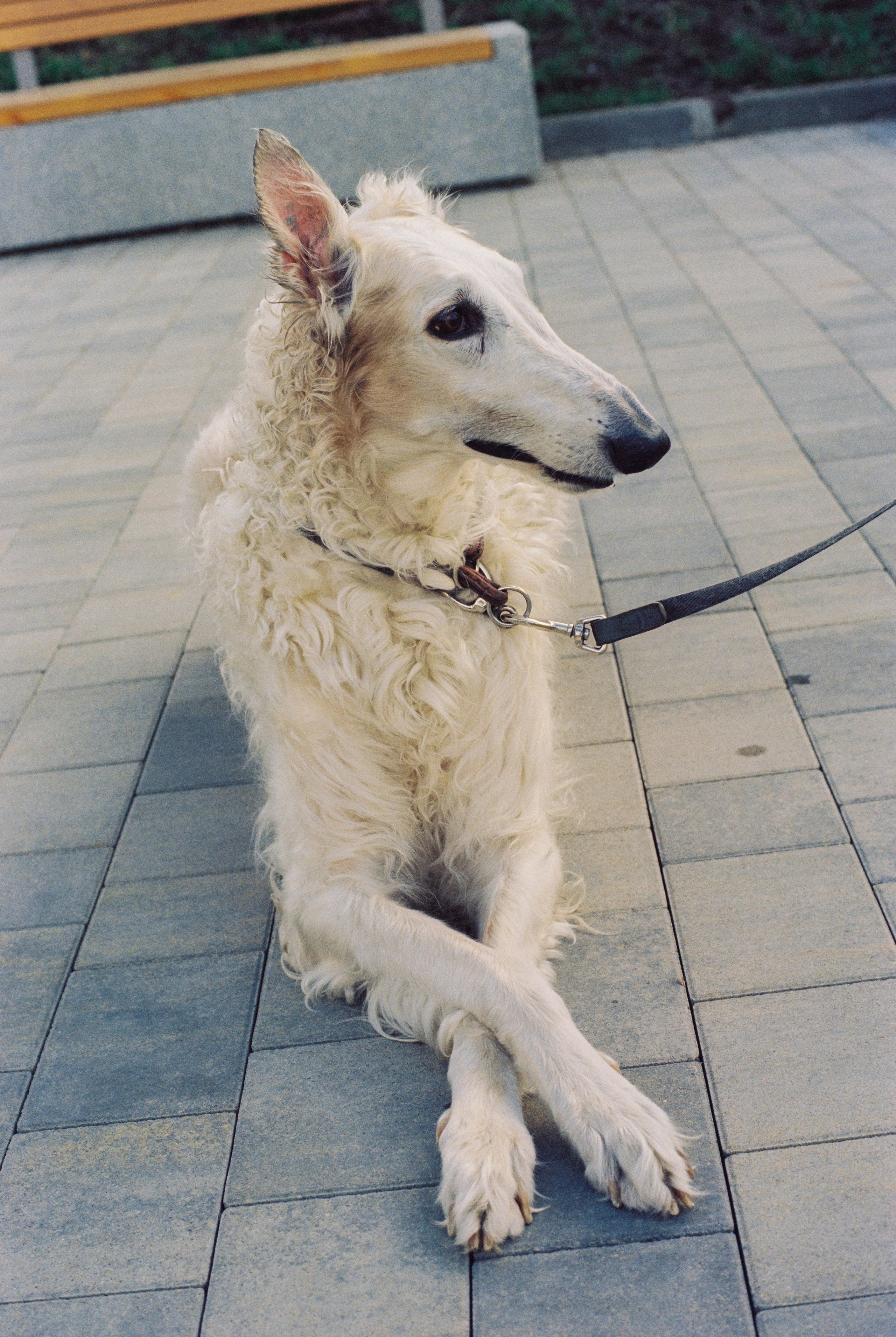 Плёночная весна 2025. Илья Михачёв Фотограф ПРО людей