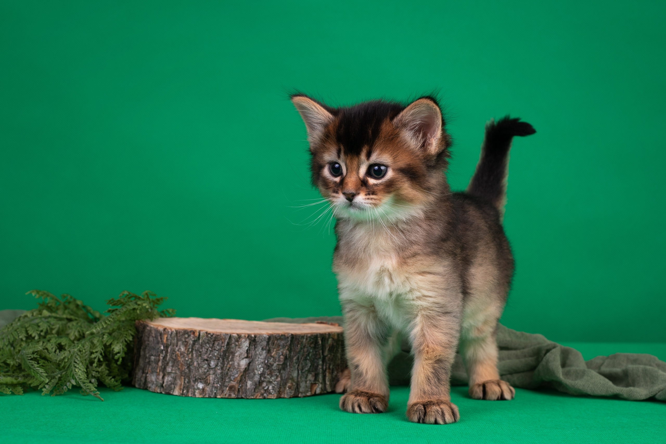 Котята в домашней студии. Фотограф анималист в Казани Алина Сулейманова. Фотограф животных