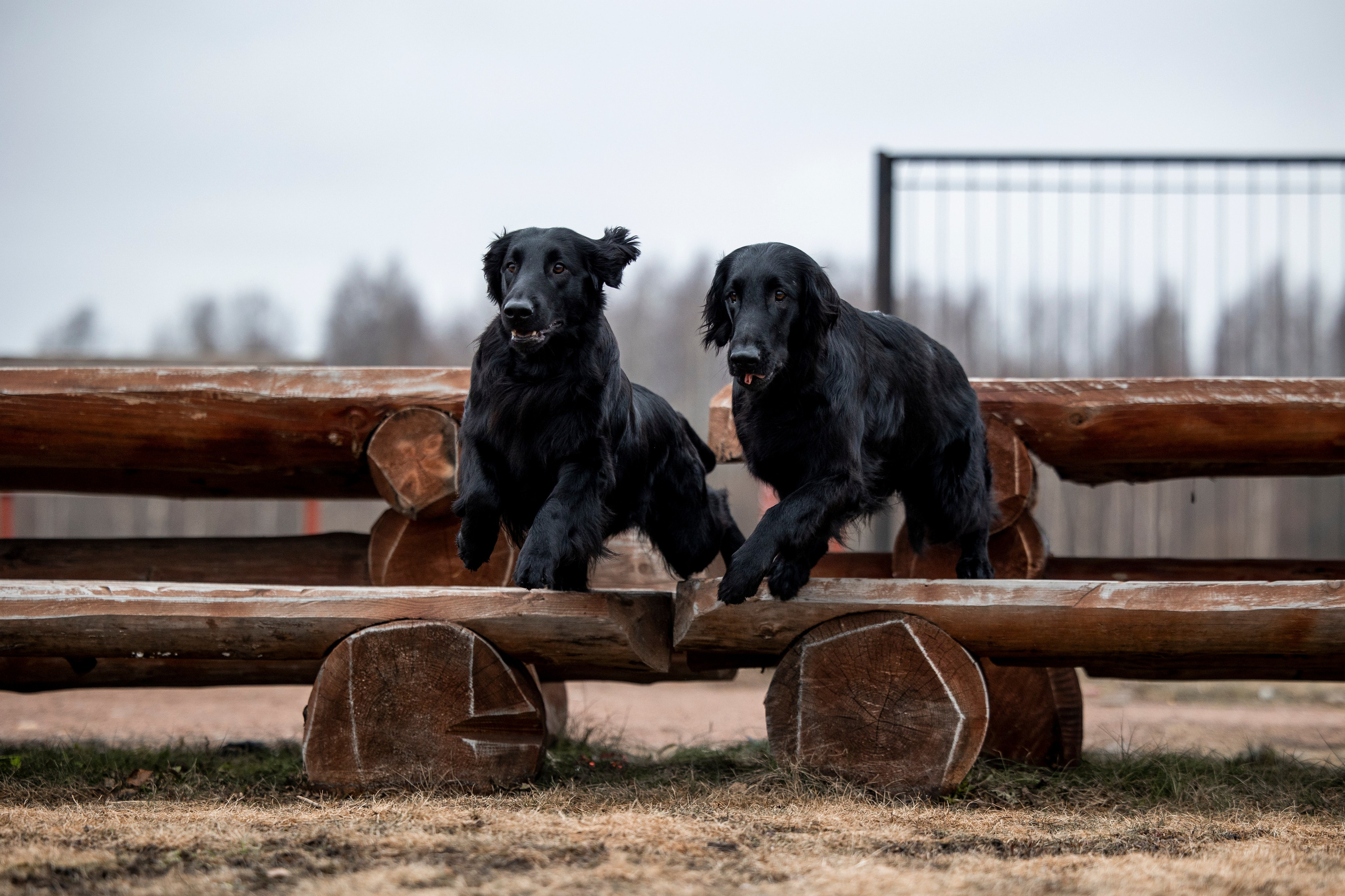 Ора, Ева, Рози и их семья. Фотограф — Анималист | Санкт-Петербург