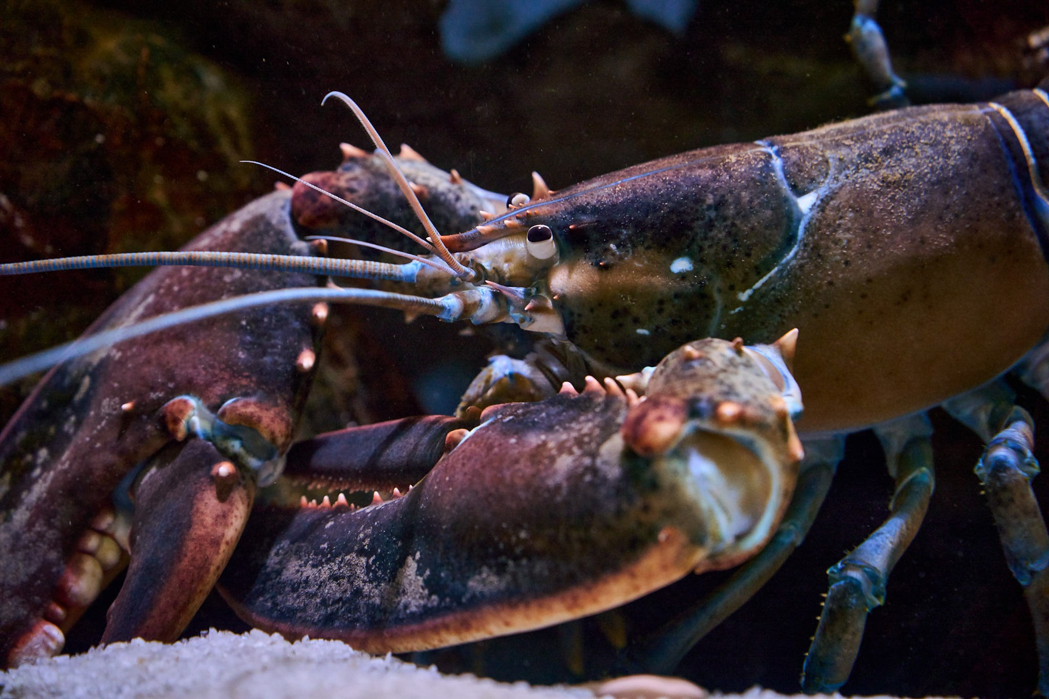 ZOO. ФОТОГРАФ ЕКАТЕРИНБУРГ