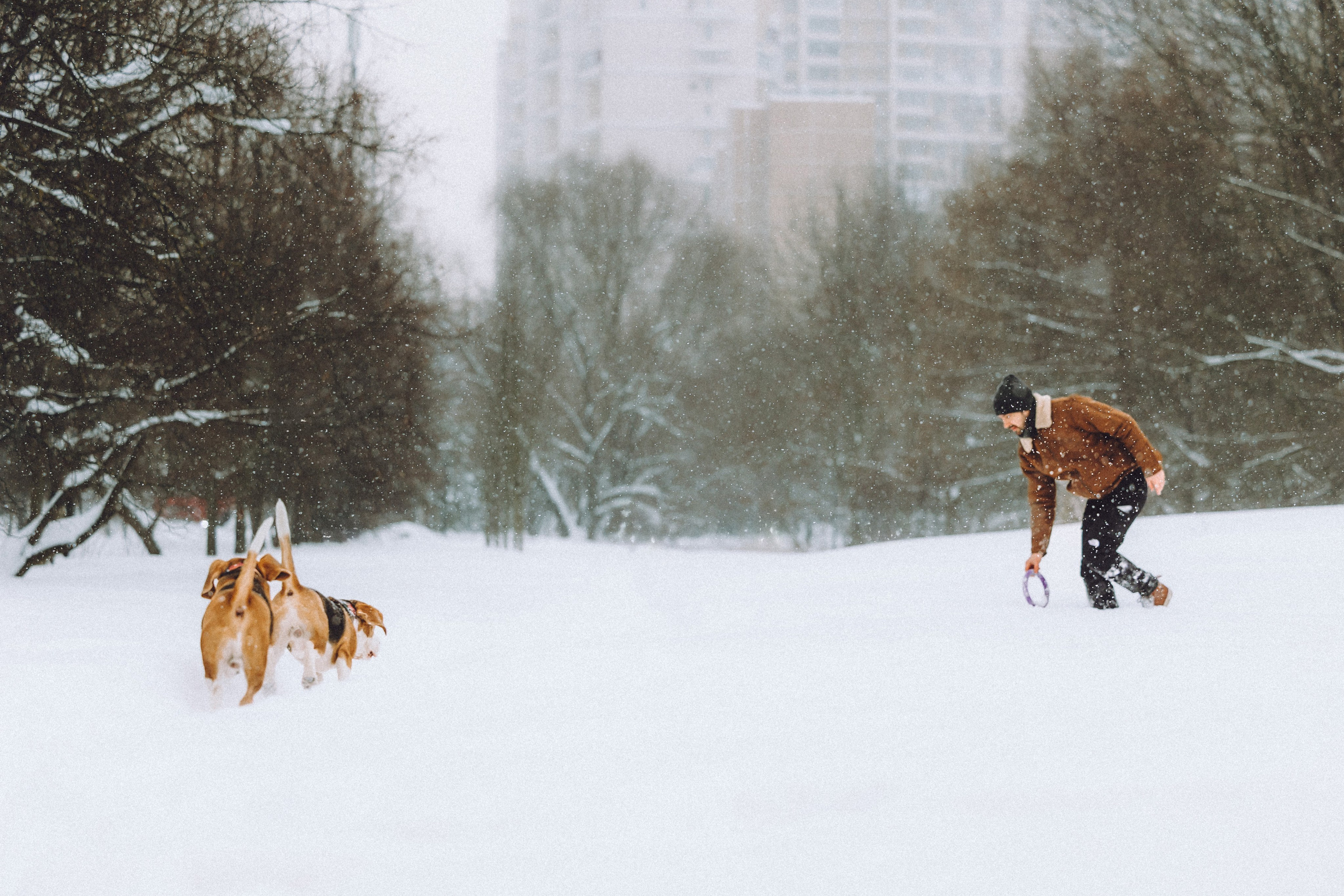 Роман, Портер и Коррес
