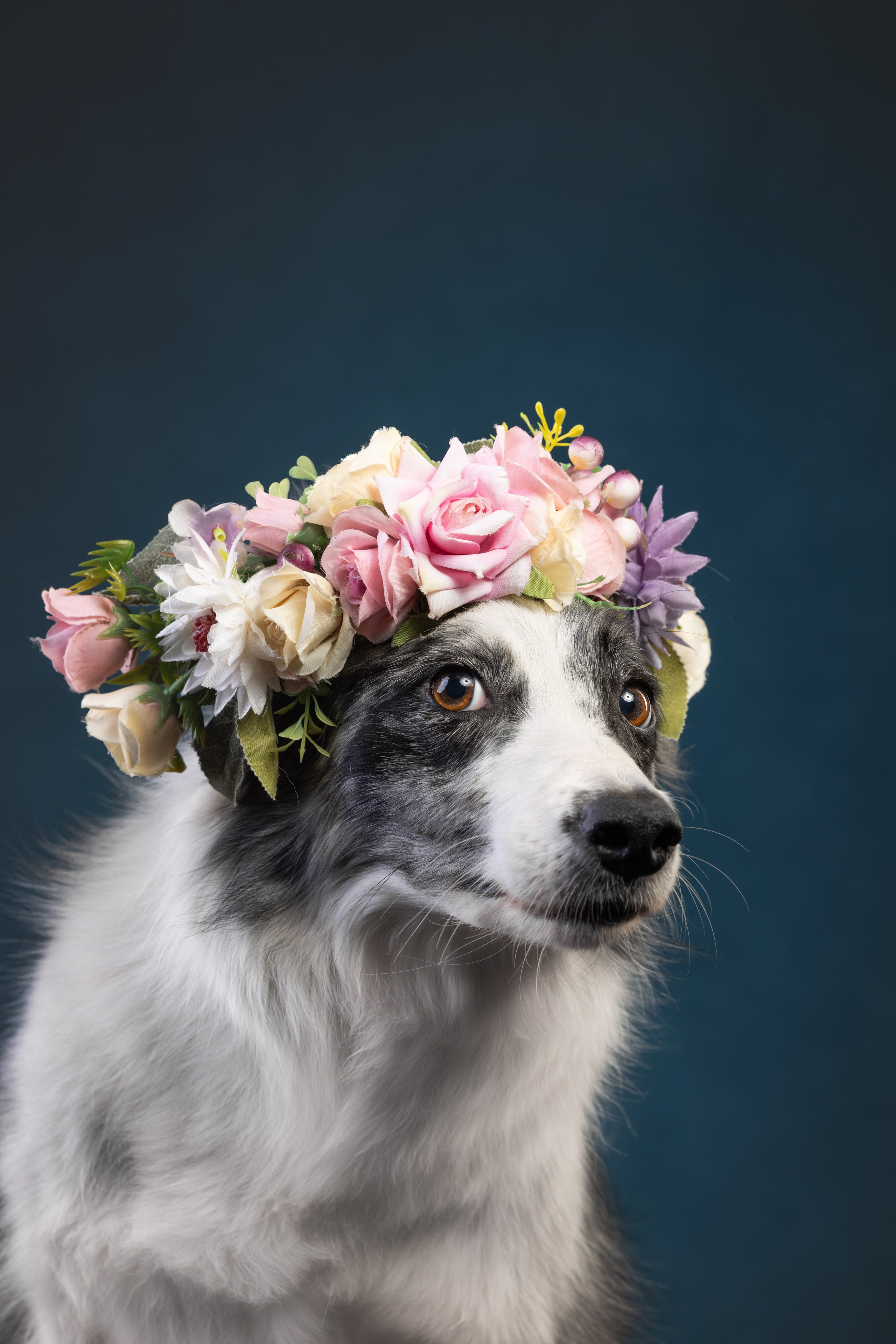 Бордер колли. Фотограф анималист Осипчикова Мария