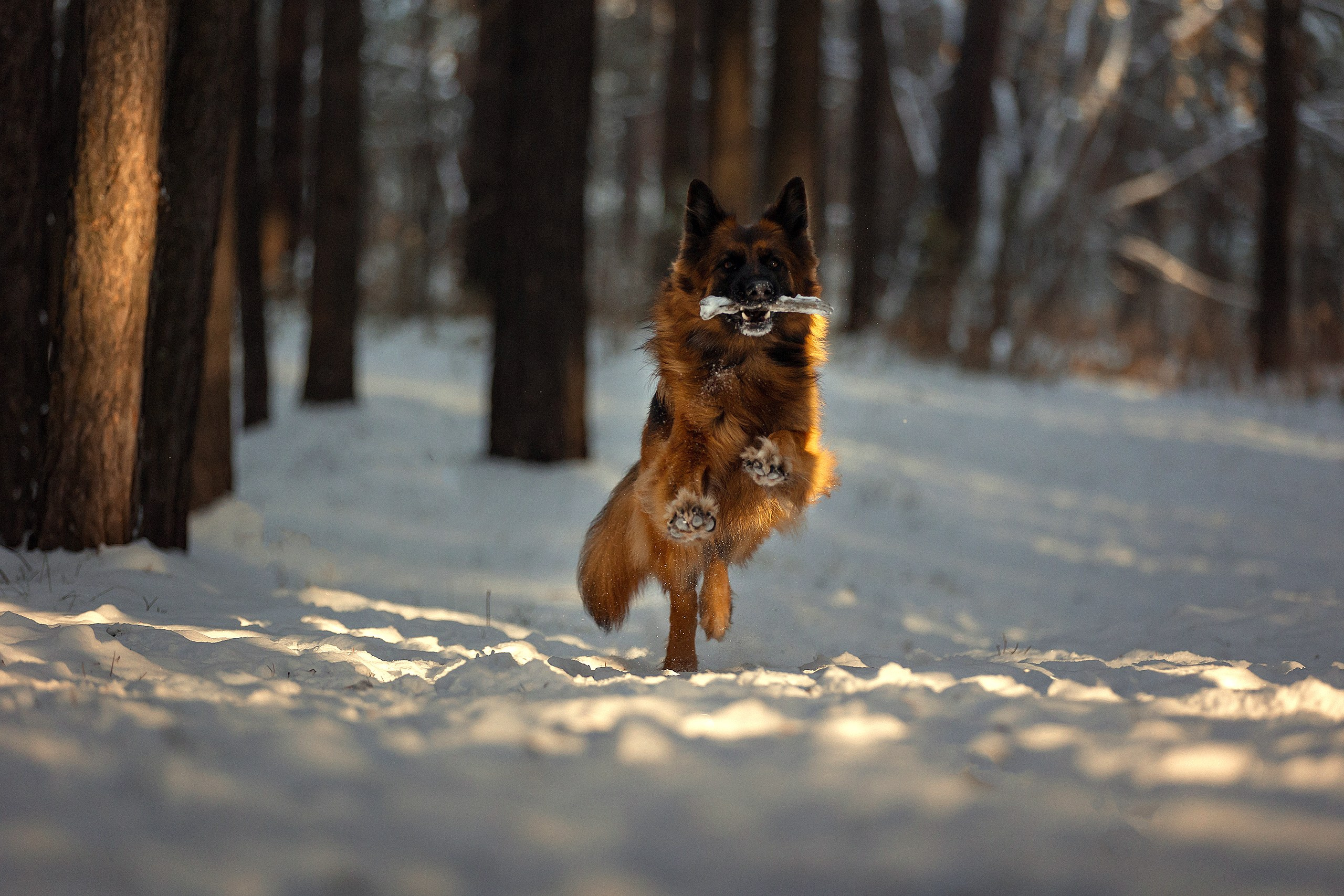 Собаки. Конный фотограф Валынкина Лера