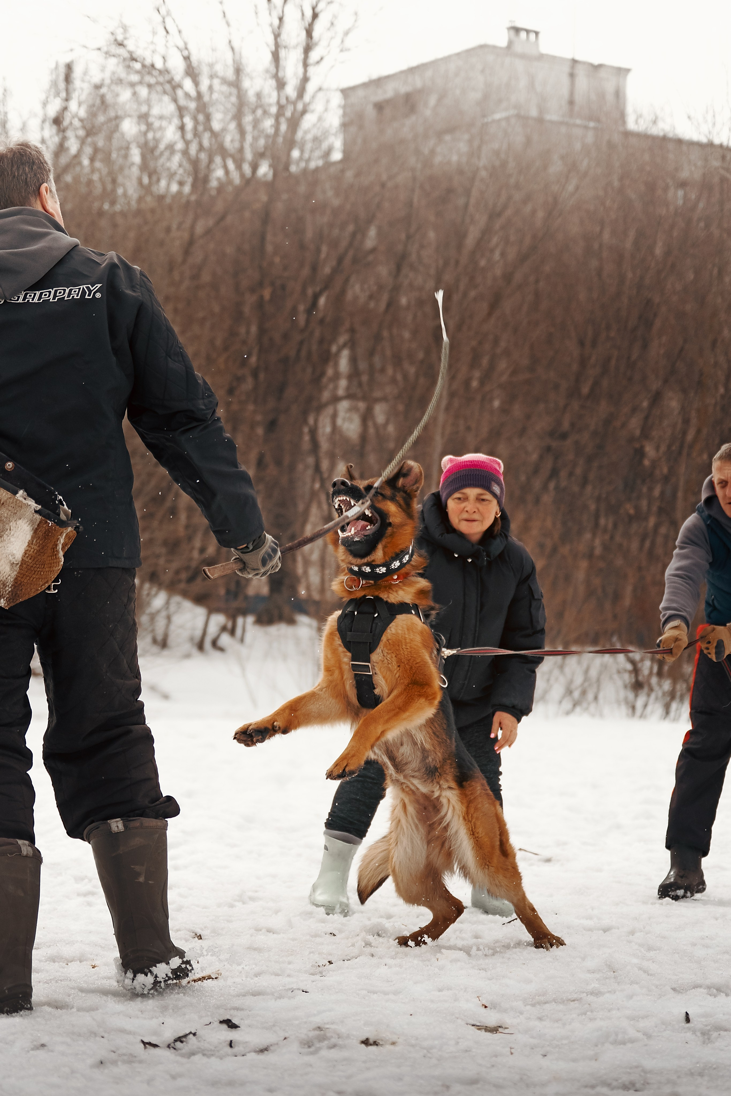 Репортажная съемка. Фотограф-анималист Нижний Новгород