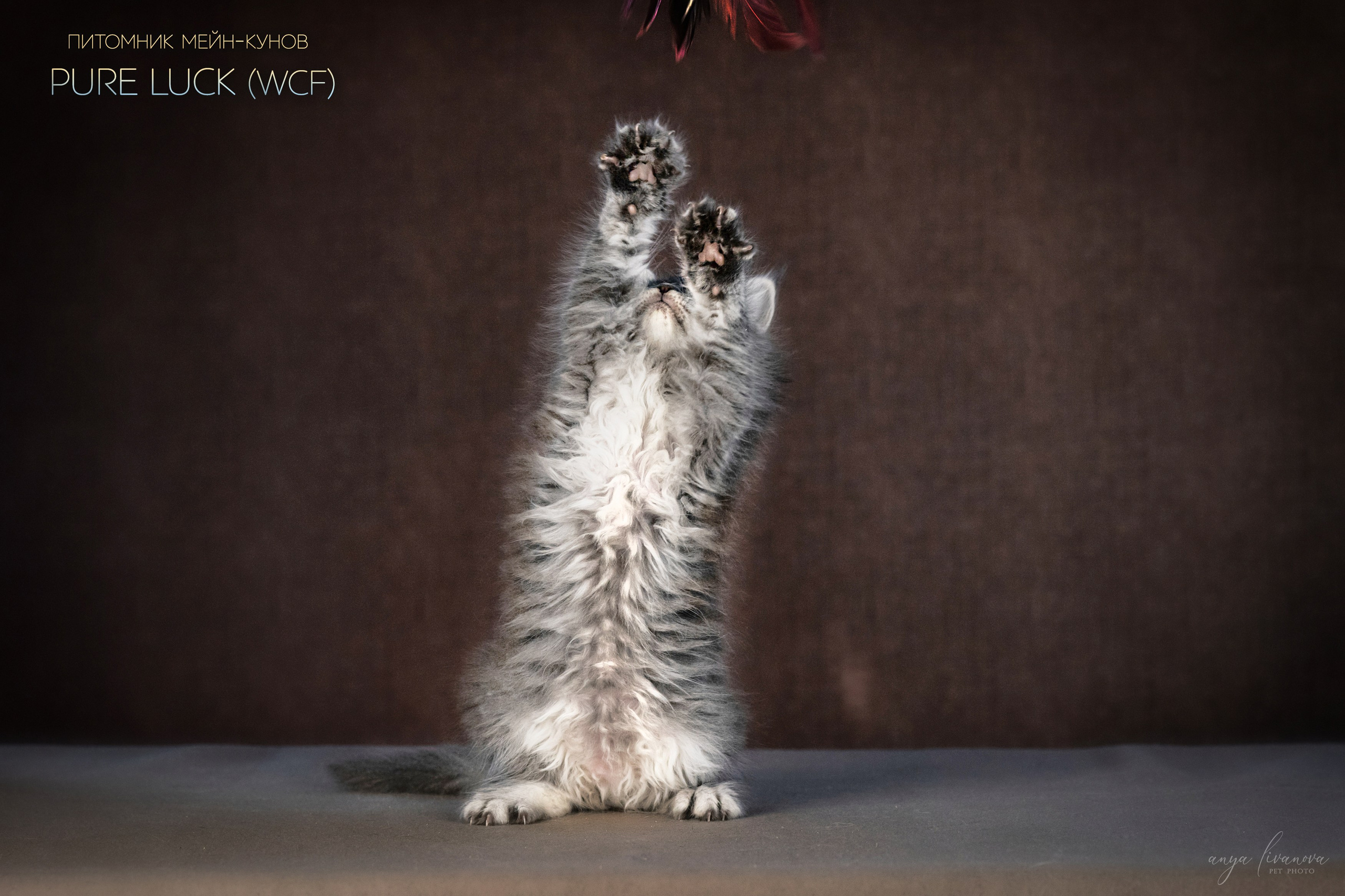 Мейнкуны. Фотограф анималист Аня Ливанова | Рыбинск