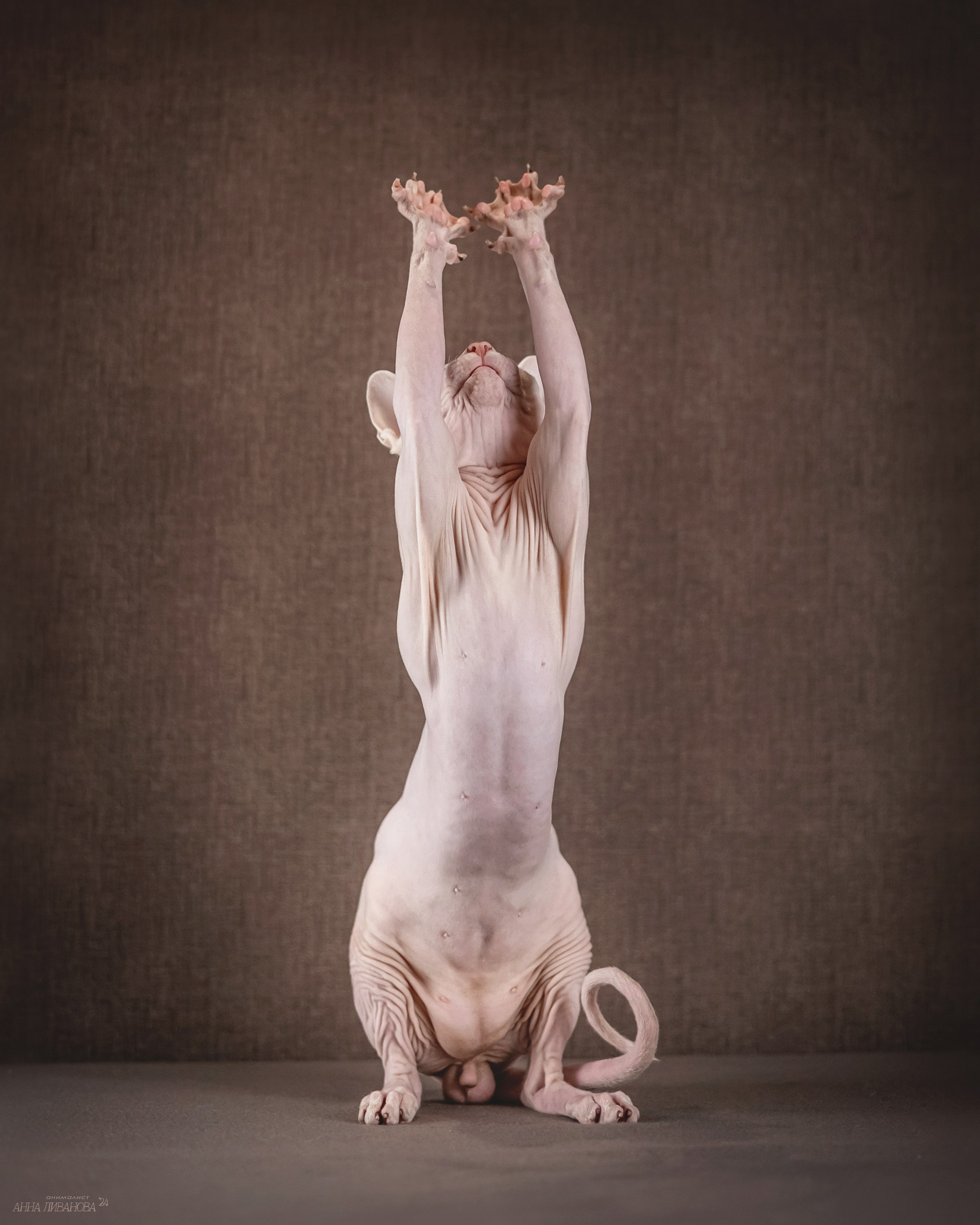 Сфинкс Арчи. Фотограф анималист Аня Ливанова | Рыбинск