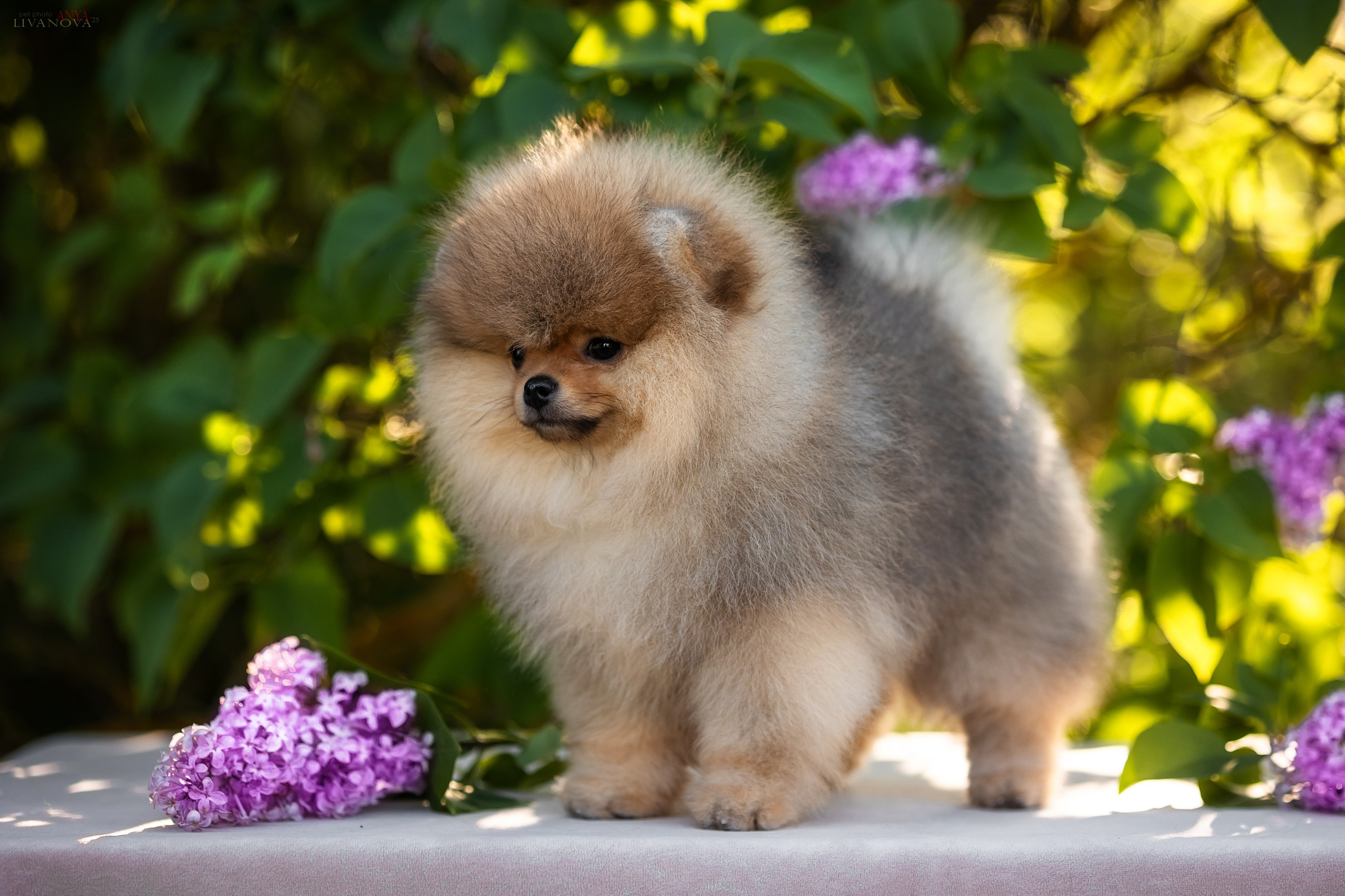 Шпичики. Фотограф анималист Аня Ливанова | Рыбинск
