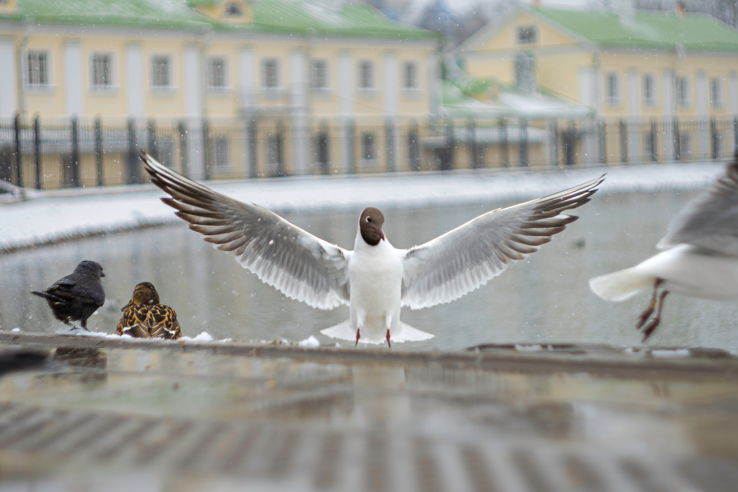 Стрит. Портретный фотограф в Москве Мальцев Максим