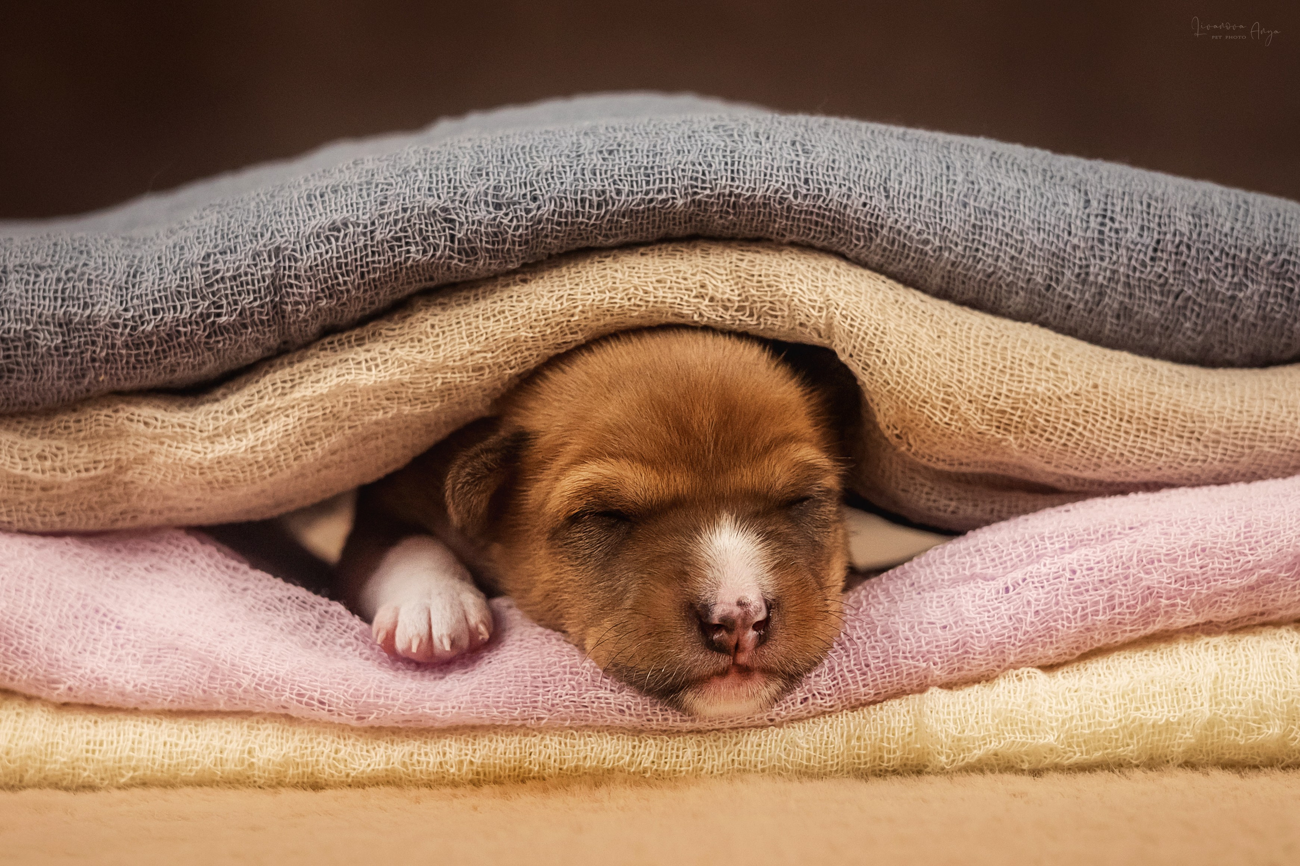 Басеньки. Фотограф анималист Аня Ливанова | Рыбинск