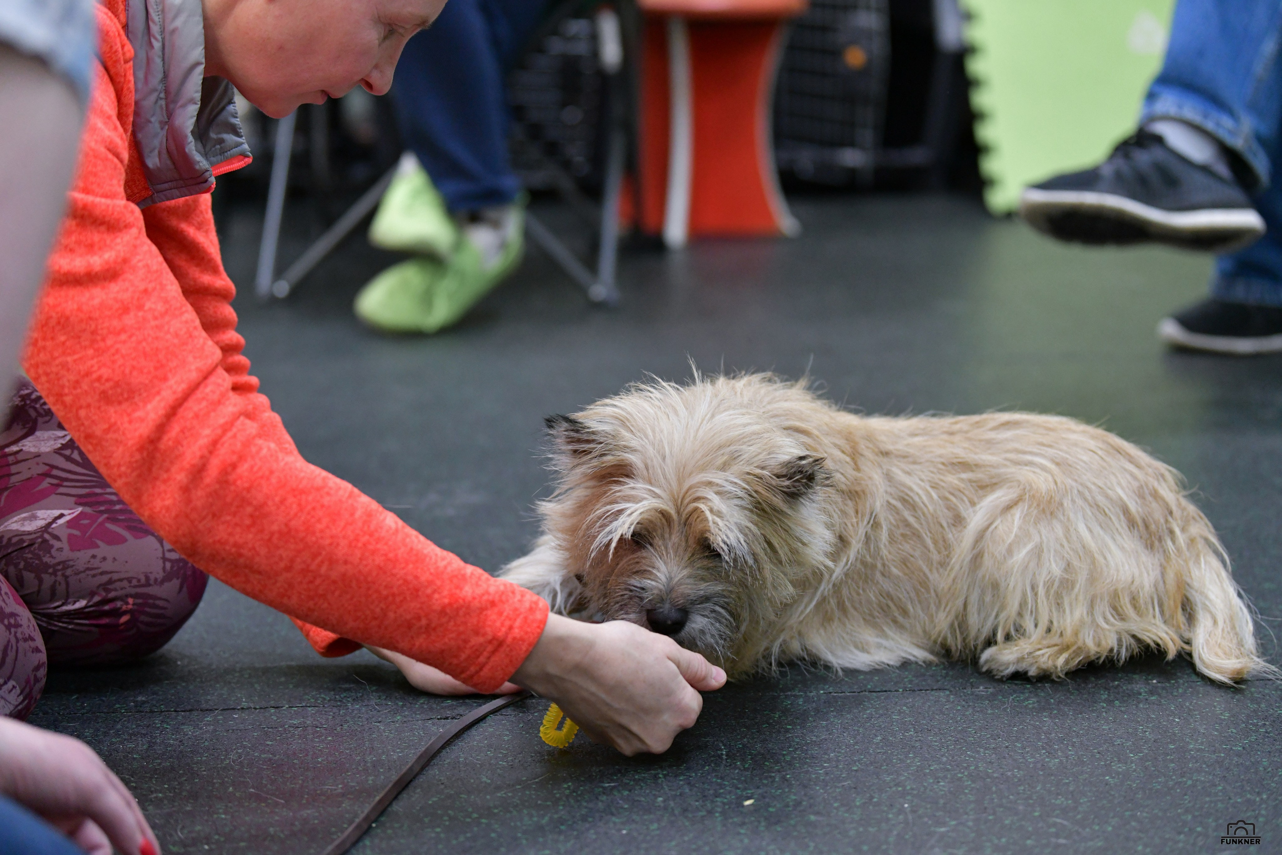 Кинологический клуб «Бодрый хвост». Свой взгляд через объектив