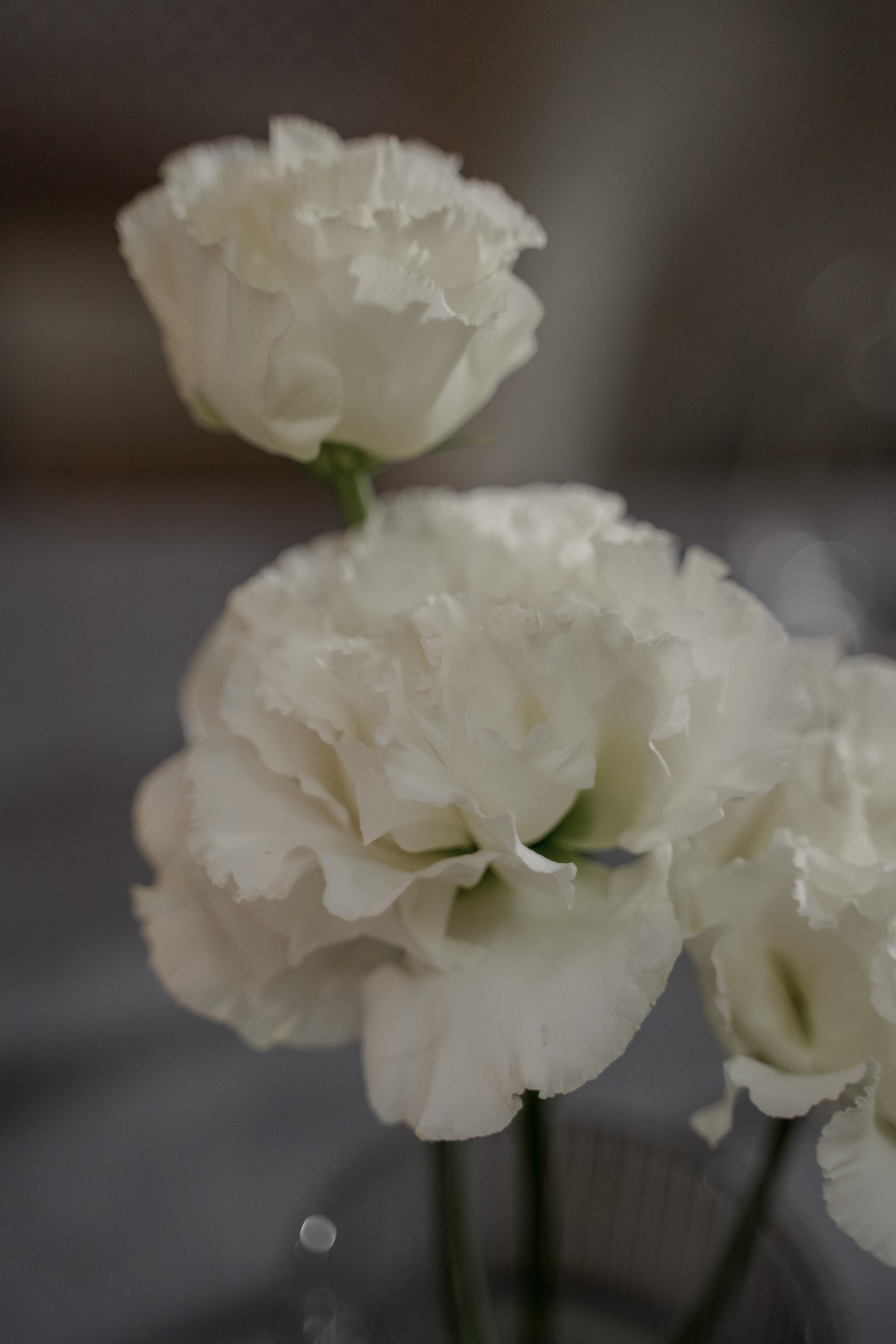 Сальвия и Георгий. Свадебный фотограф Марина Попова