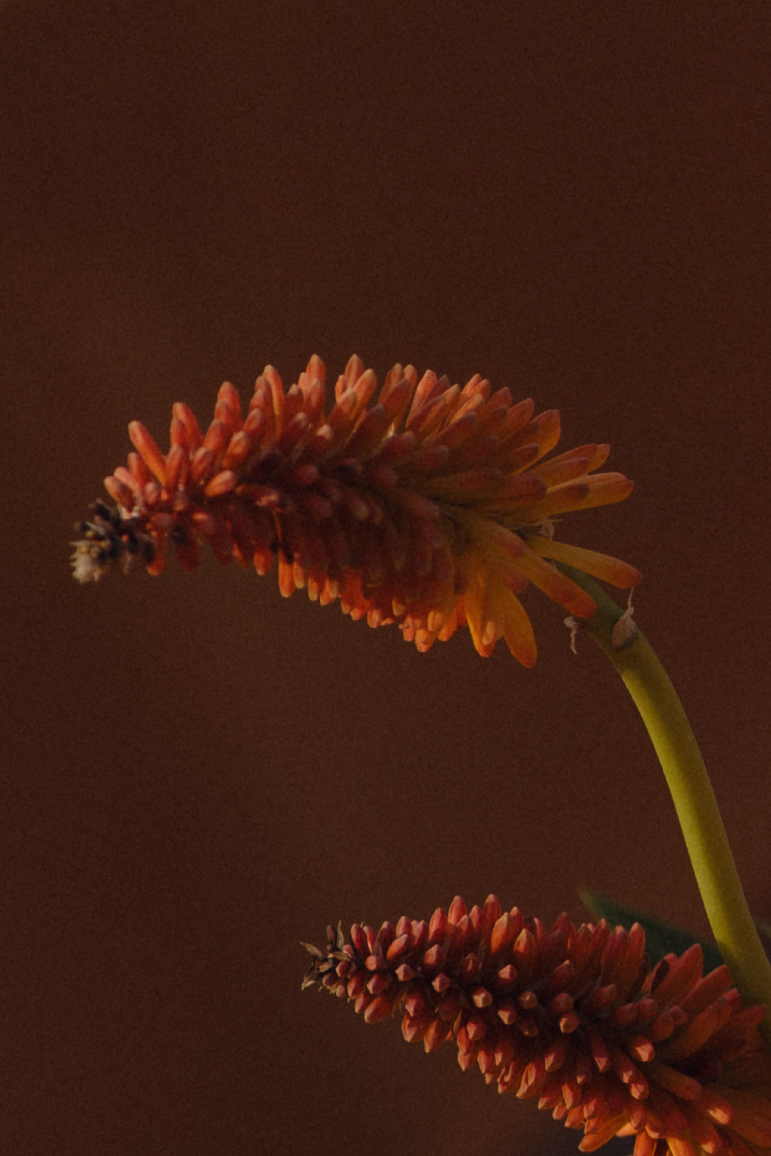 Italian party. Свадебный фотограф в Краснодаре и Сочи Винидиктова Екатерина