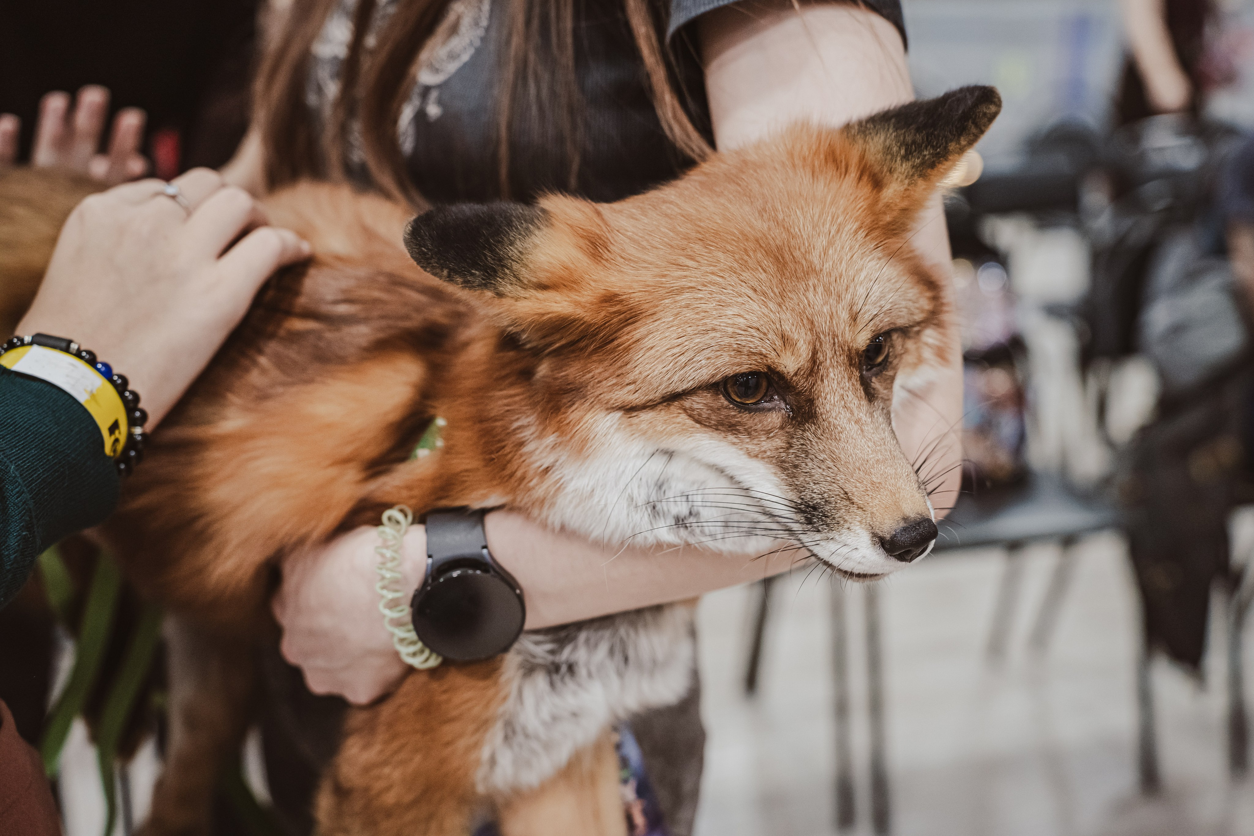 Fox Family fest. Репортажный фотограф Анастасия Рубцова