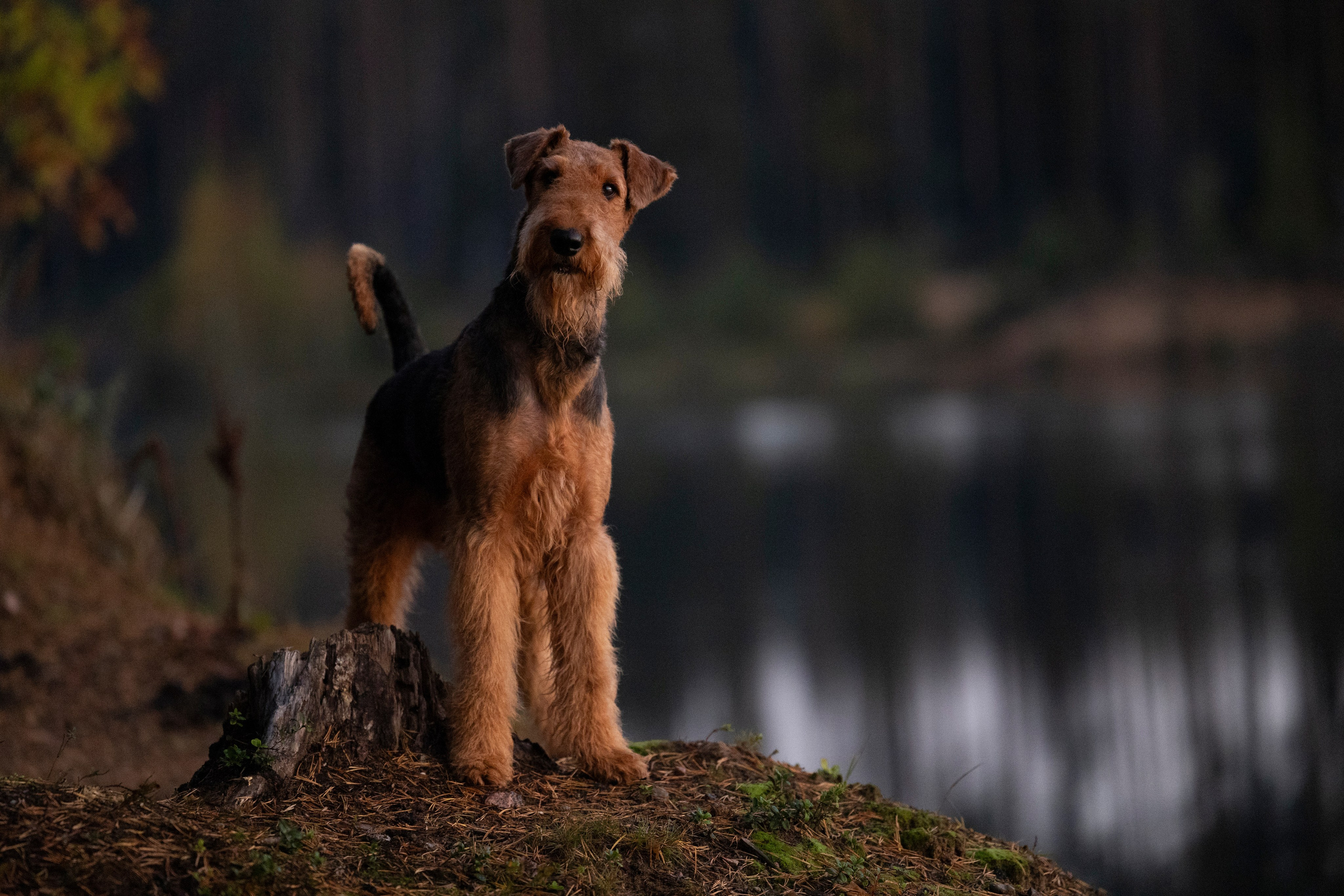 Харди. Фотограф-анималист Анна Маринич
