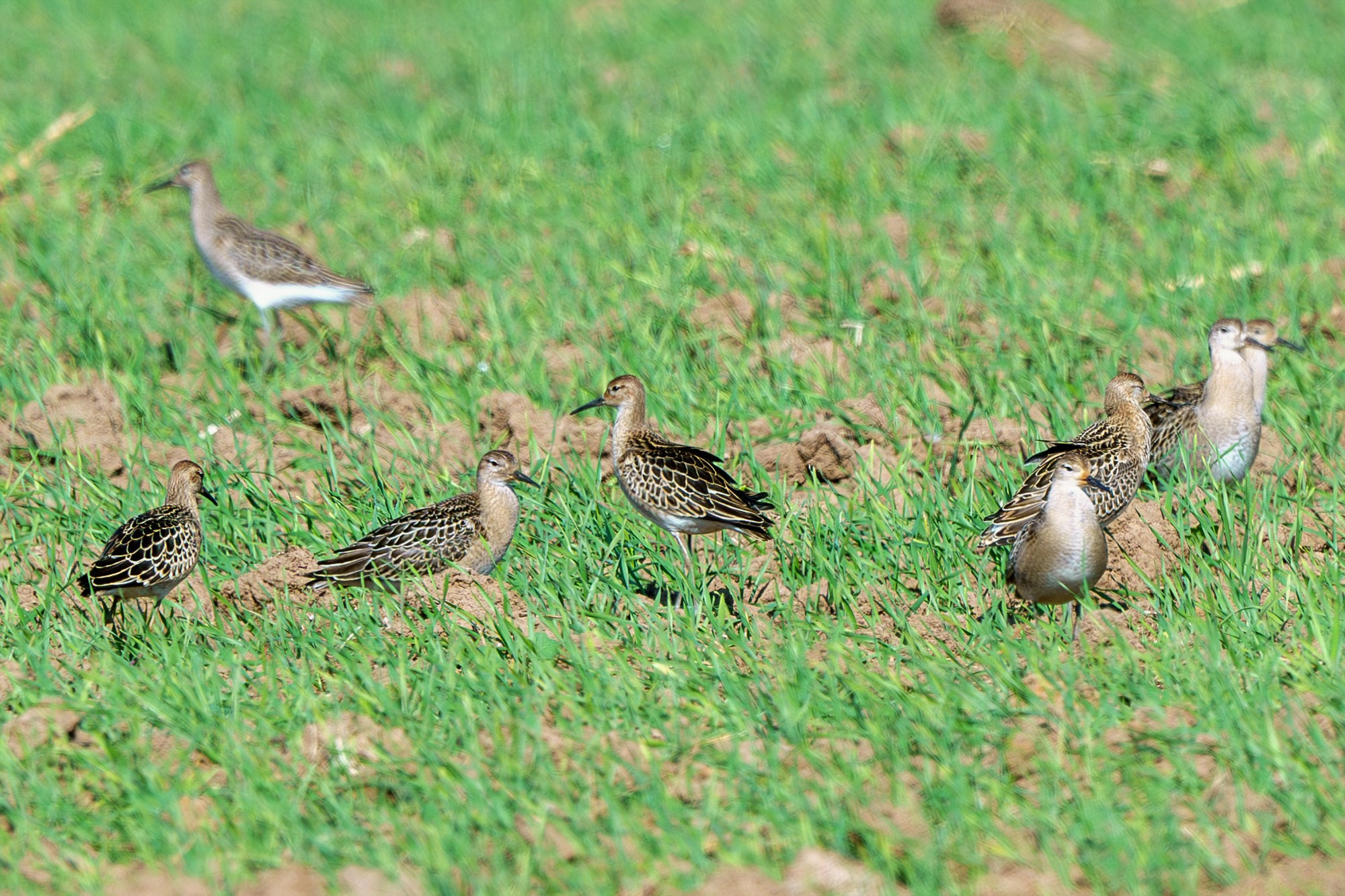 Удивительные мир птиц. Вокруг нас столько прекрасного — присмотритесь!. Ваш личный фотограф Марина Волкова