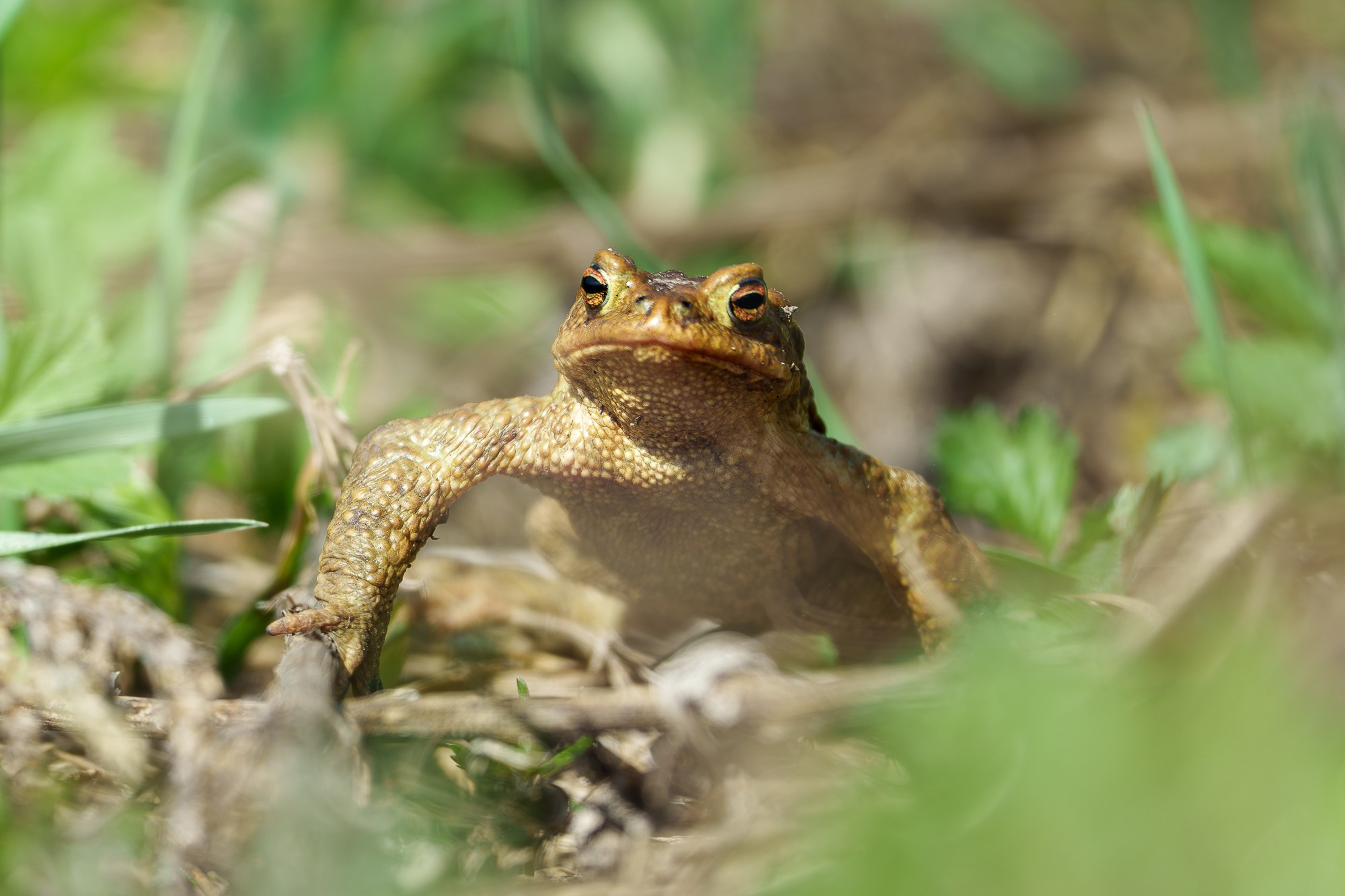 Животные. Ваш личный фотограф Марина Волкова